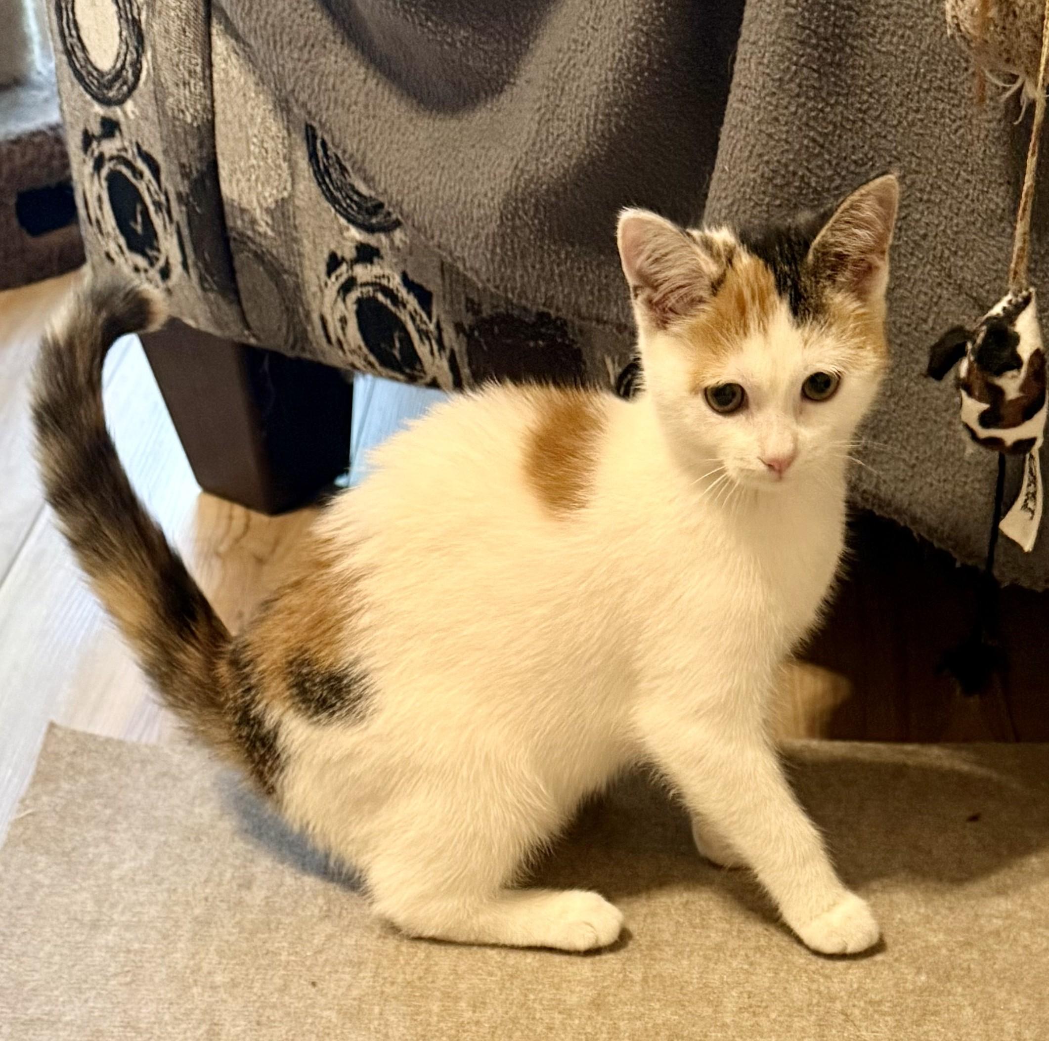 Enlarge ESTELLA the Star, a Adopted Calico in Lebanon, TN image 2/5