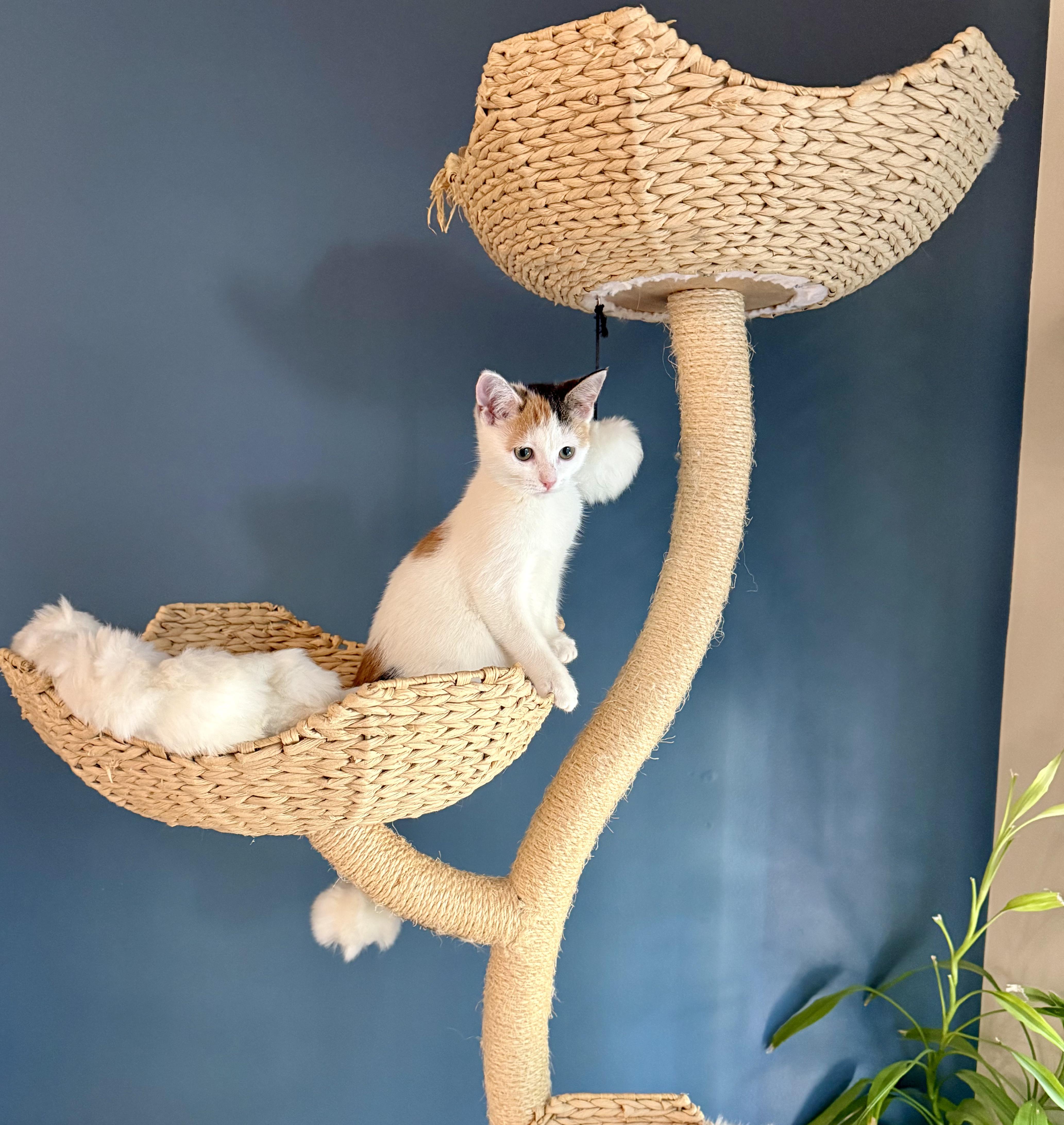 Enlarge ESTELLA the Star, a Adopted Calico in Lebanon, TN image 4/5