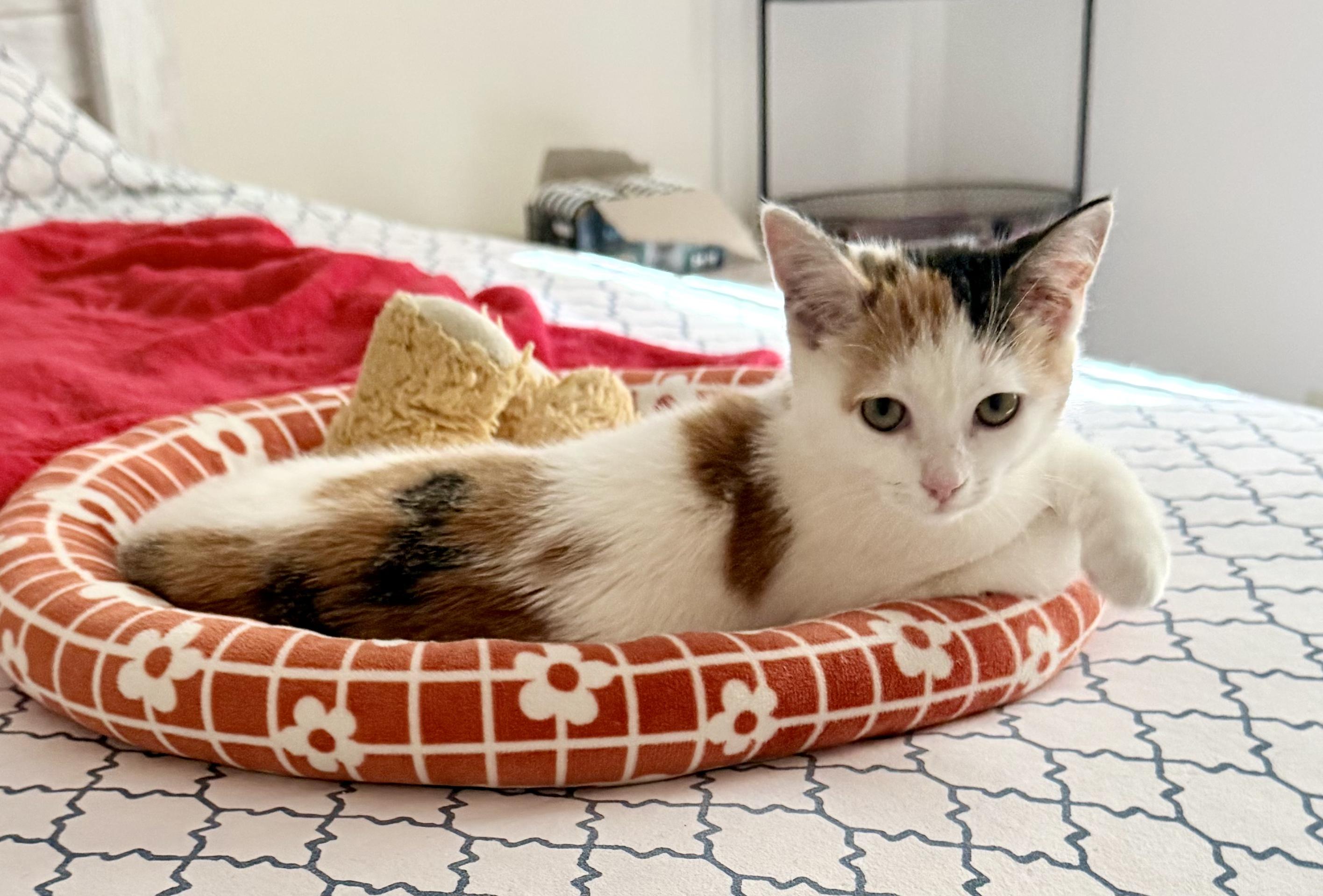 ESTELLA the Star, Adopted, Kitten Female Calico.