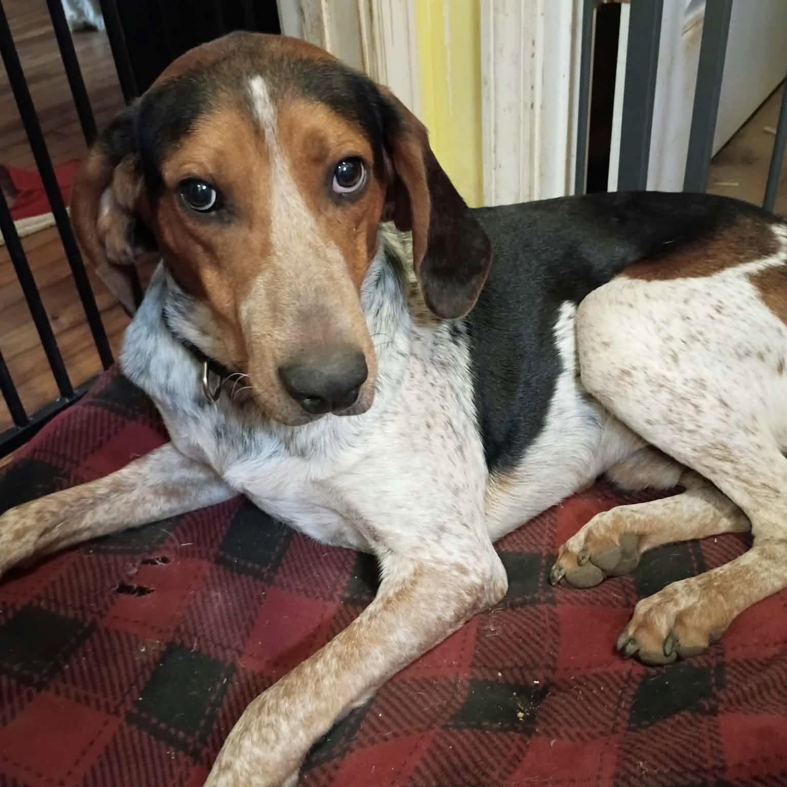 Charleston, Adoptable, Young Male Bluetick Coonhound.