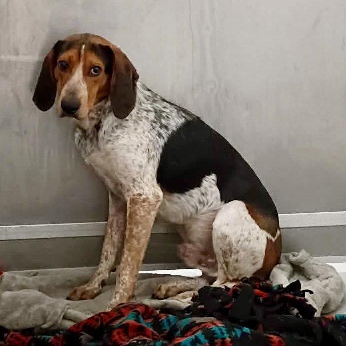 Enlarge Charleston, a Adoptable Bluetick Coonhound in Roxboro, NC image 2/3