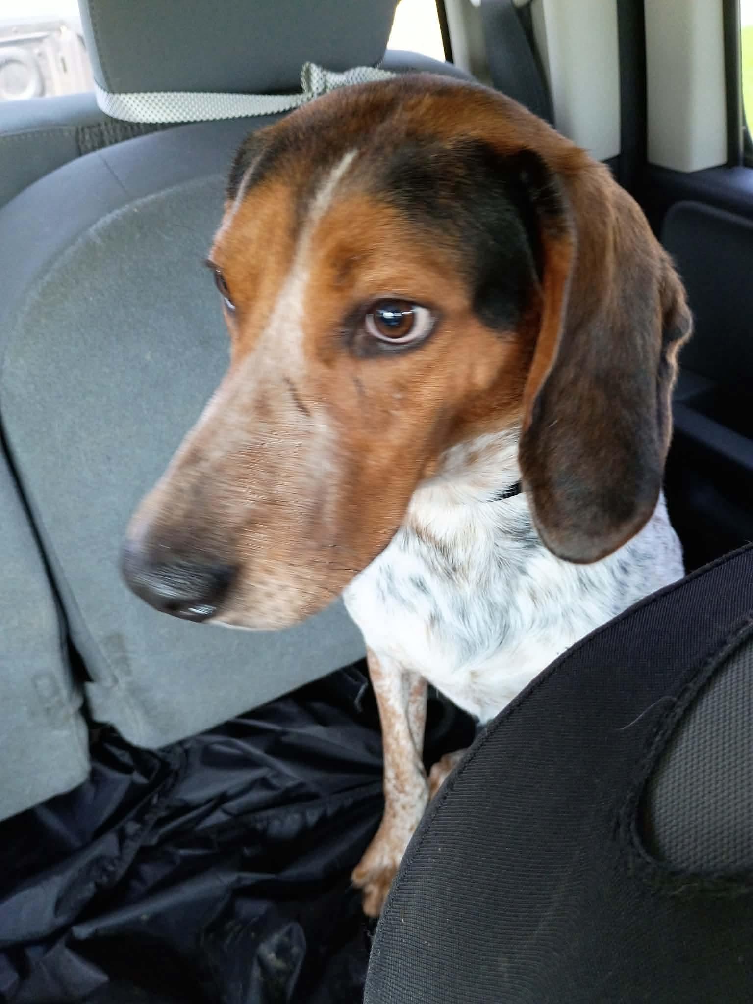 Enlarge Charleston, a Adoptable Bluetick Coonhound in Roxboro, NC image 3/3