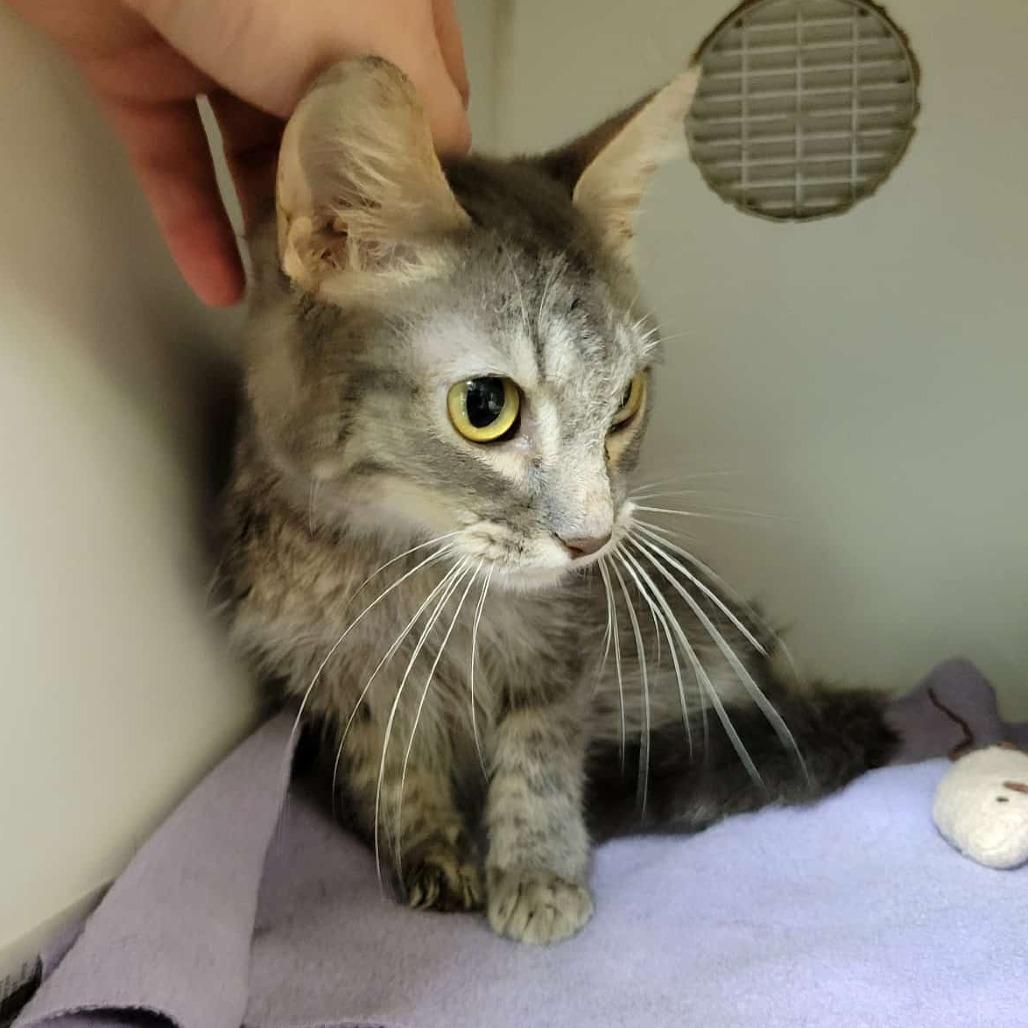 Enlarge Zeke, a Adoptable Domestic Short Hair in Columbia, MO image 2/6