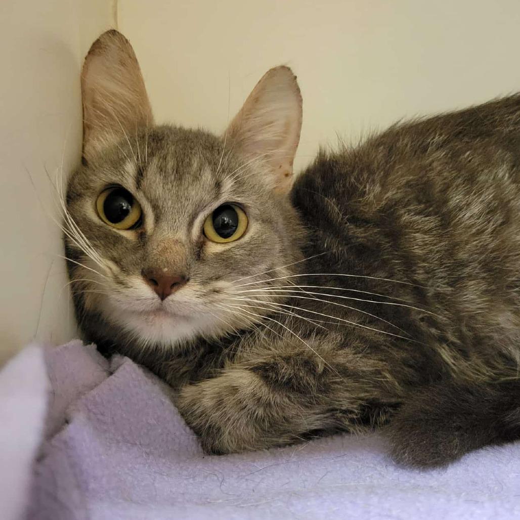 Enlarge Zeke, a Adoptable Domestic Short Hair in Columbia, MO image 3/6