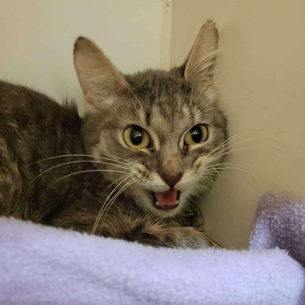 Enlarge Zeke, a Adoptable Domestic Short Hair in Columbia, MO image 6/6