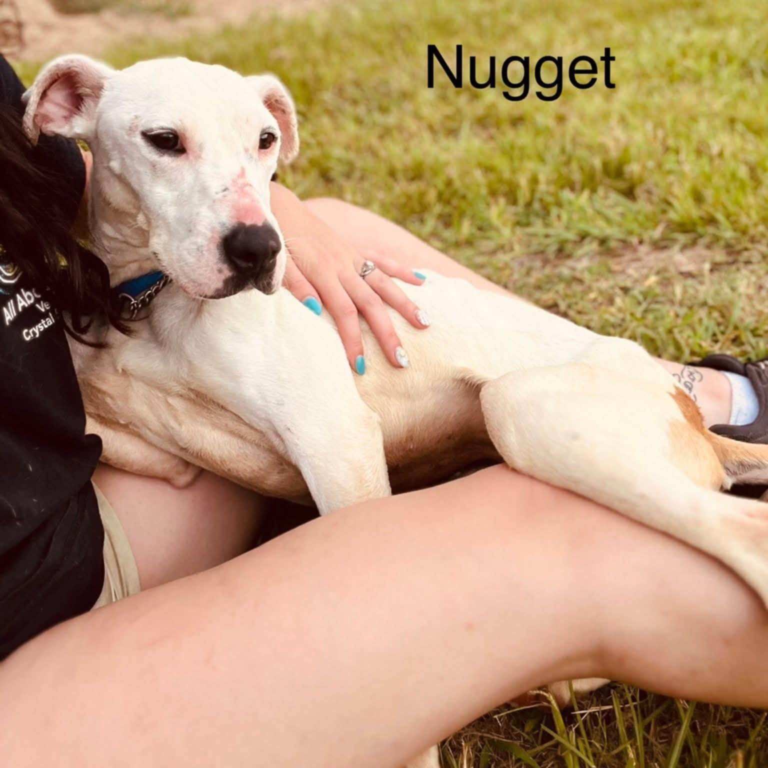 Enlarge Willow, an adoptable mixed breed in Granby, CT image 5/6