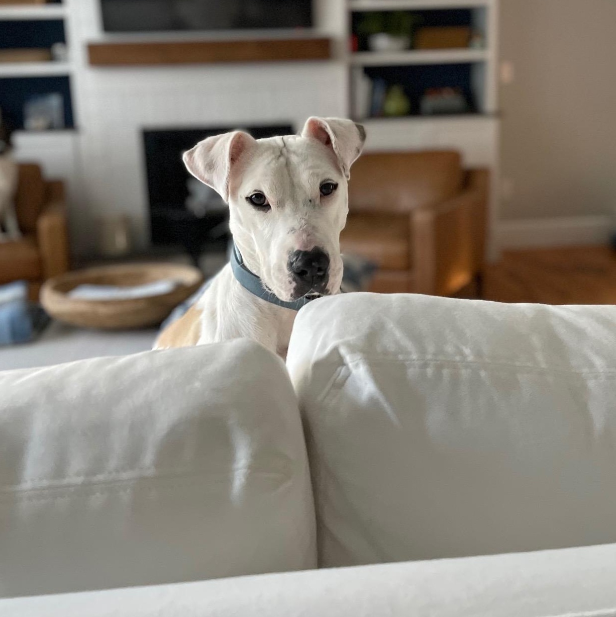 Enlarge Willow, an adoptable mixed breed in Granby, CT image 2/6