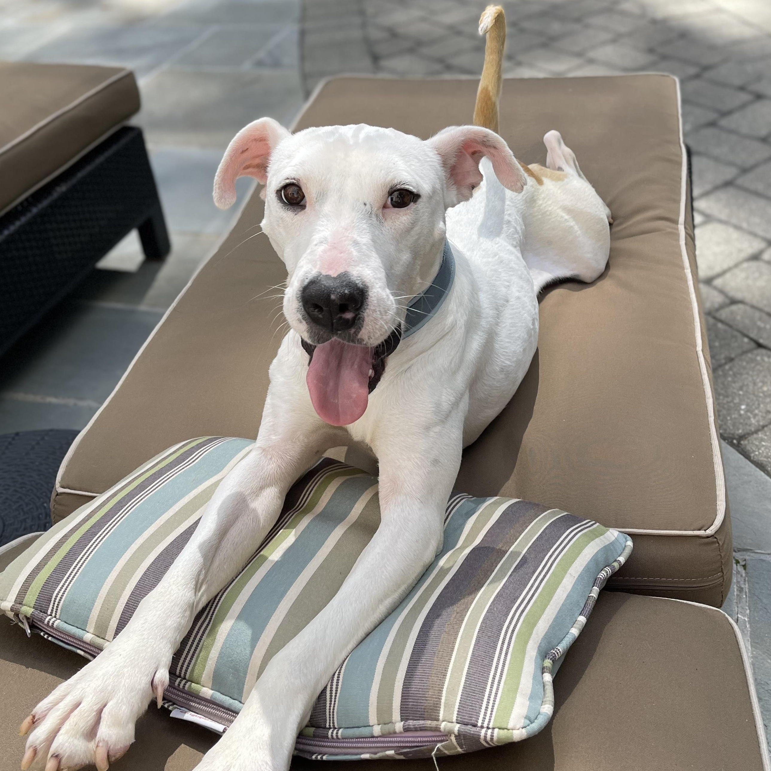 Willow, adoptable, Adult Female American Staffordshire Terrier & Labrador Retriever.