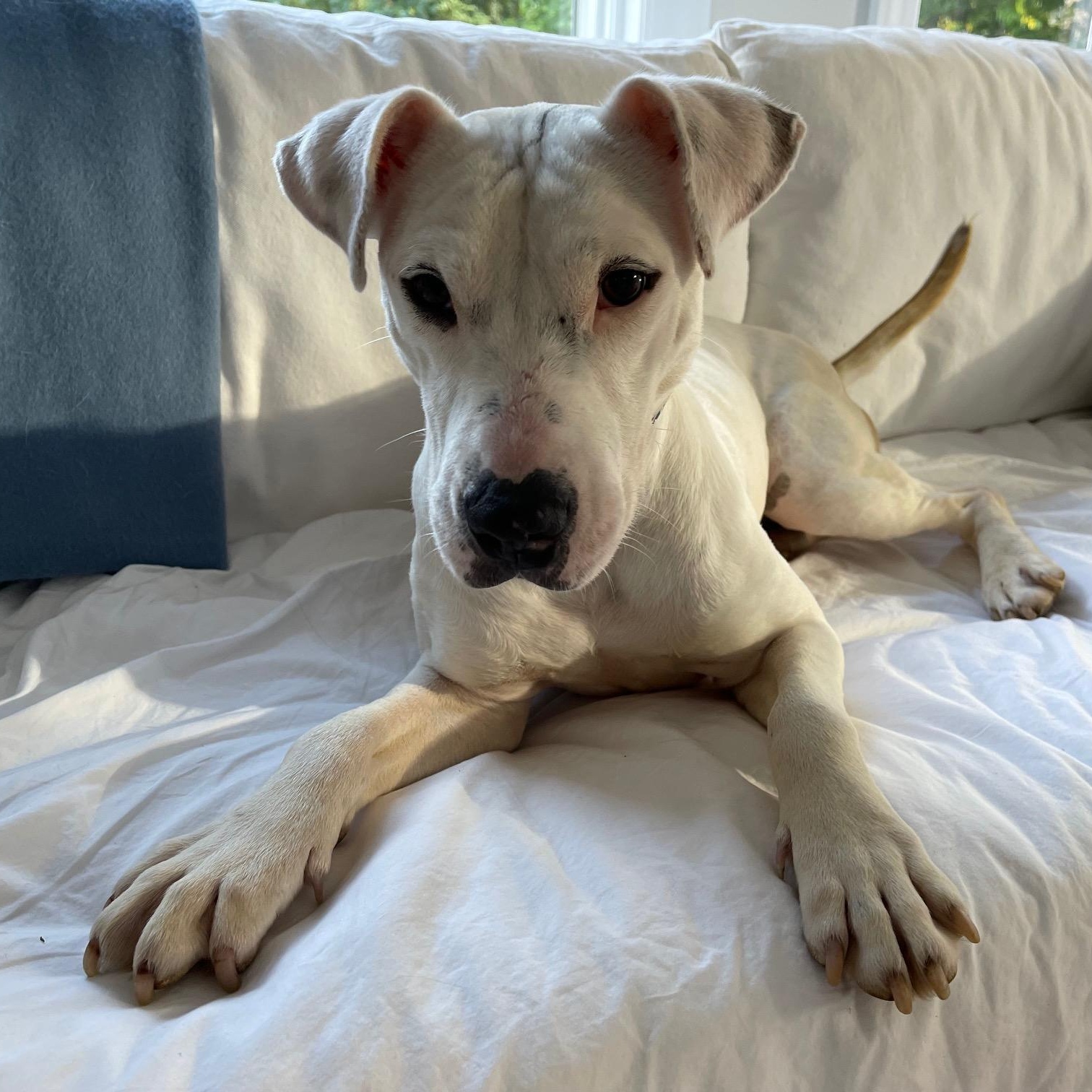 Enlarge Willow, an adoptable mixed breed in Granby, CT image 3/6