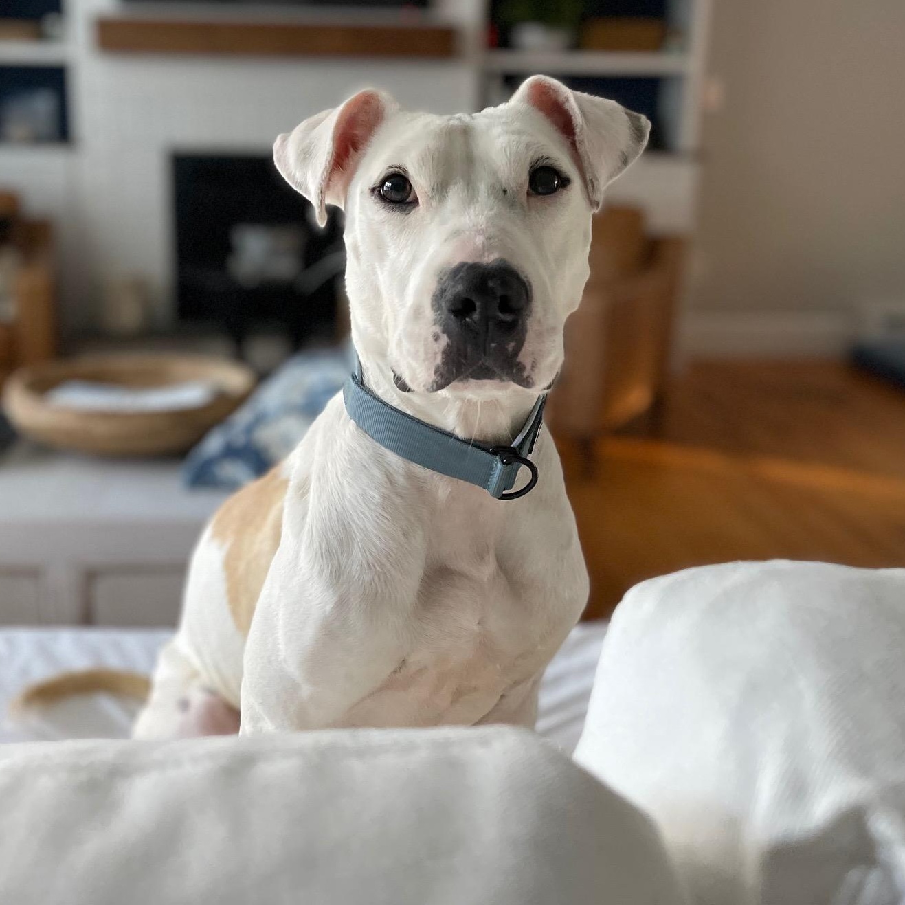 Enlarge Willow, an adoptable mixed breed in Granby, CT image 4/6