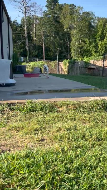 Enlarge Willow, an adoptable mixed breed in Granby, CT video 6/6