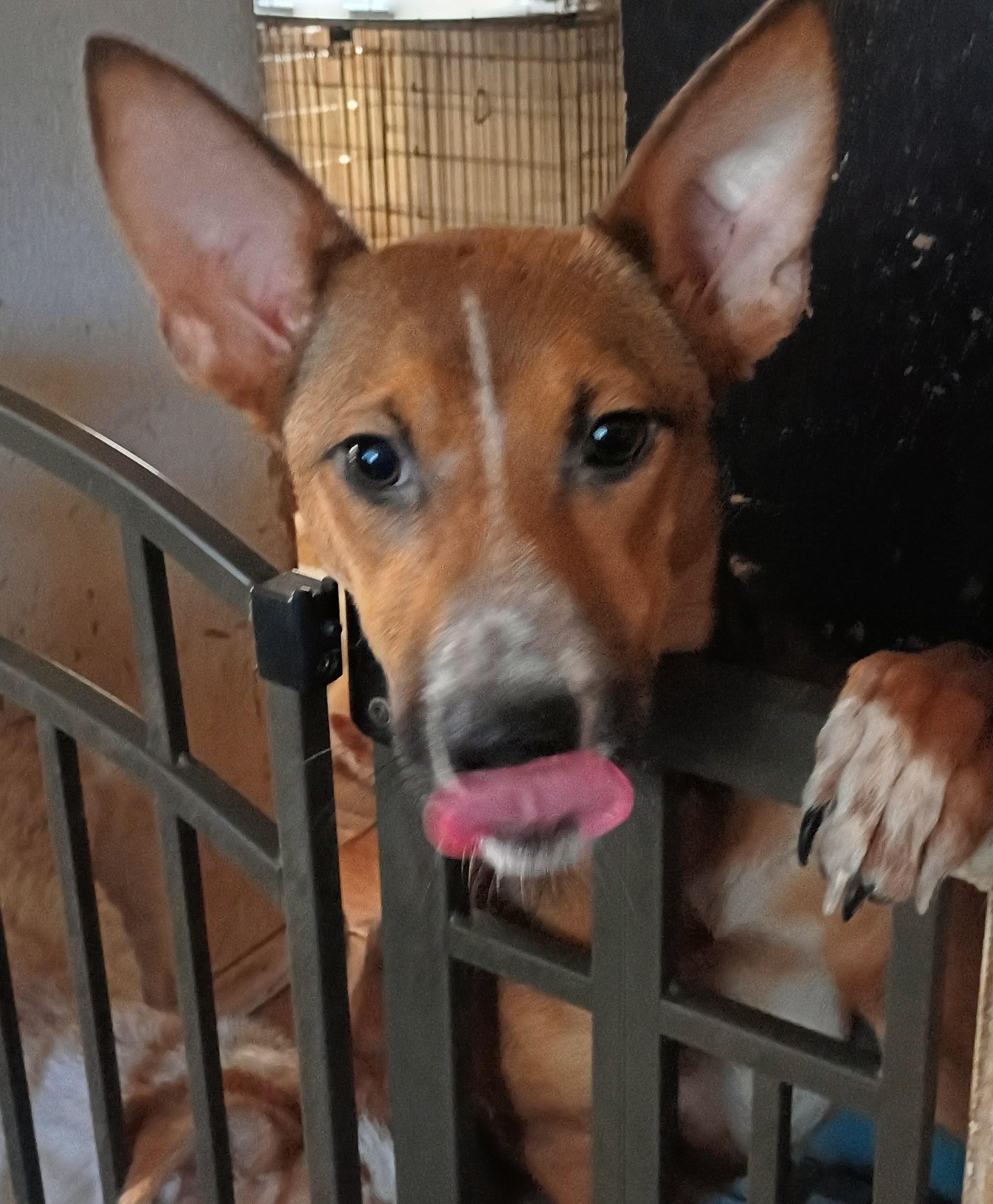 Enlarge Toffee, a Adoptable Cattle Dog in San Juan Bautista, CA image 1/2