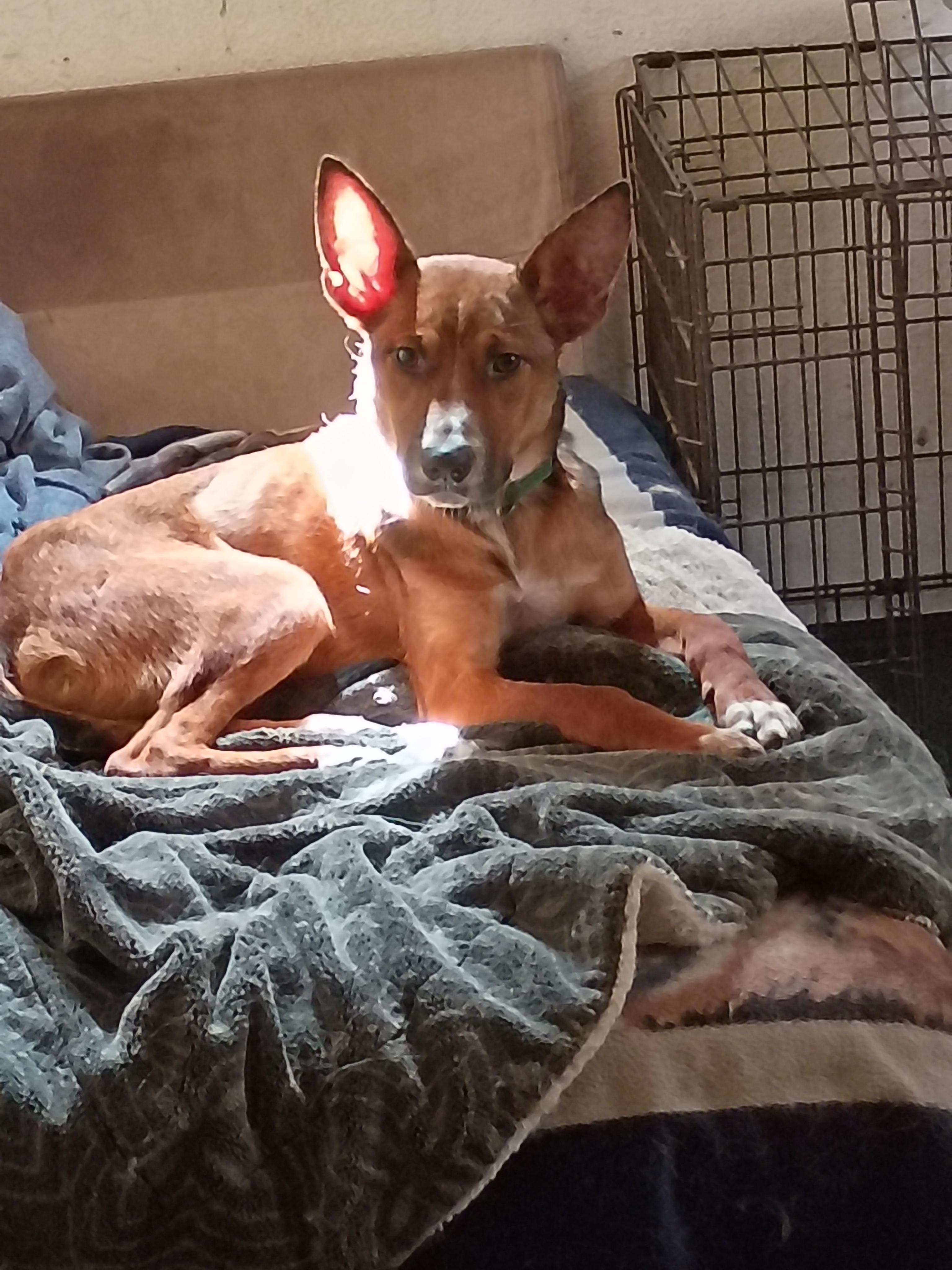 Enlarge Toffee, a Adoptable Cattle Dog in San Juan Bautista, CA image 2/2