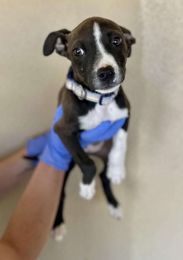 Apple, Adoptable, Puppy Female Pit Bull Terrier.