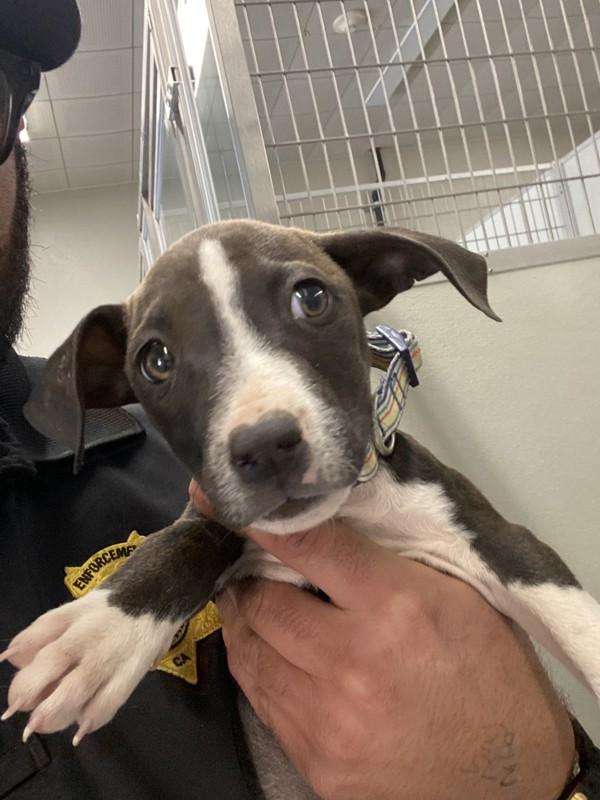 Enlarge Apple, a Adoptable mixed breed in Victorville, CA image 2/2