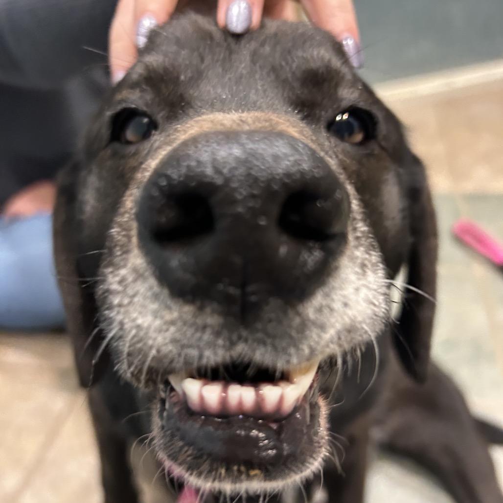 Willoughby — thumbnail 3