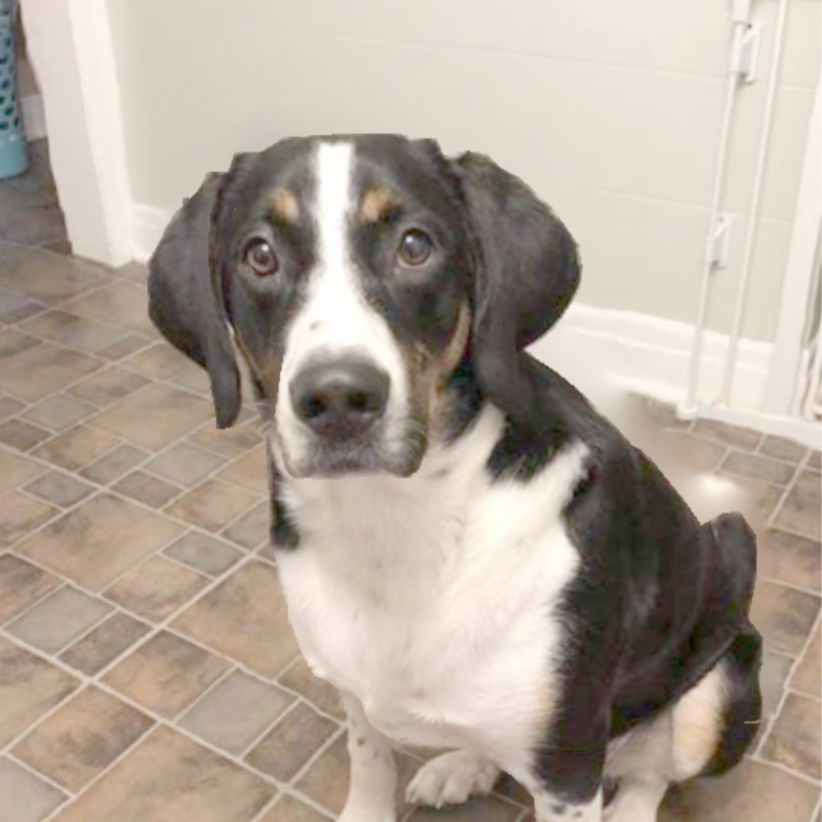 Frankie, Adoptable, Adult Male Hound & Australian Cattle Dog / Blue Heeler.