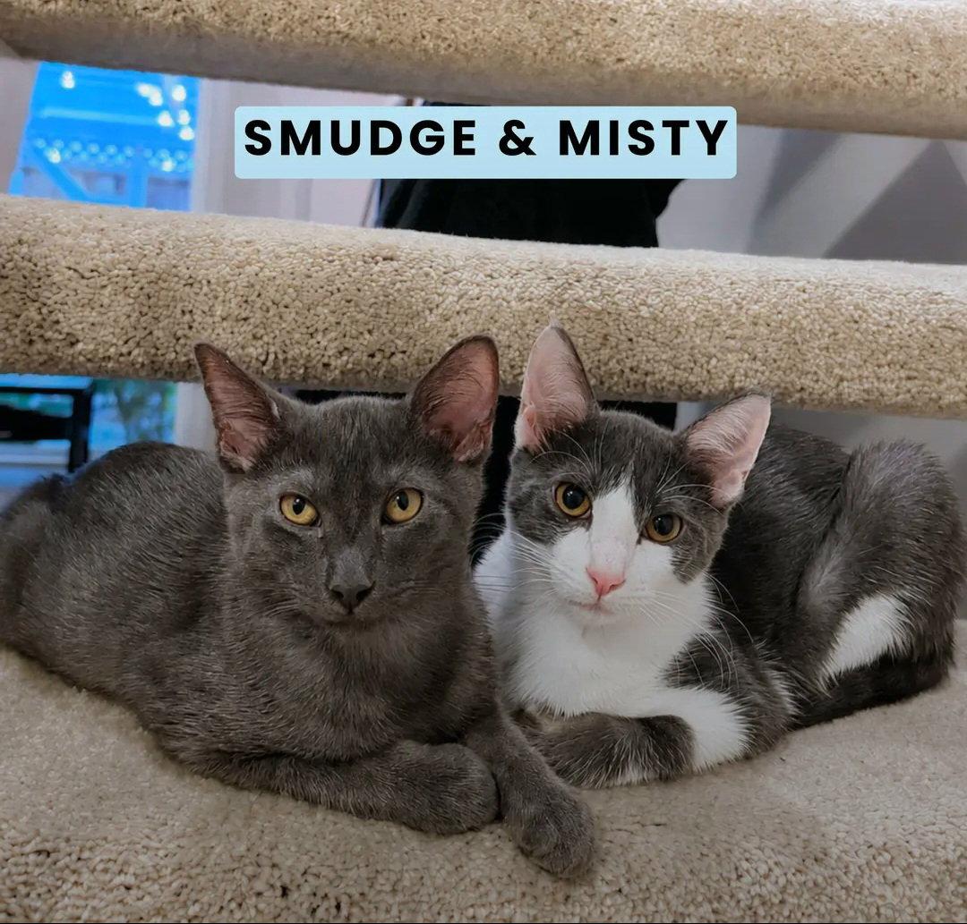 Smudge, Adoptable, Young Male Domestic Short Hair.