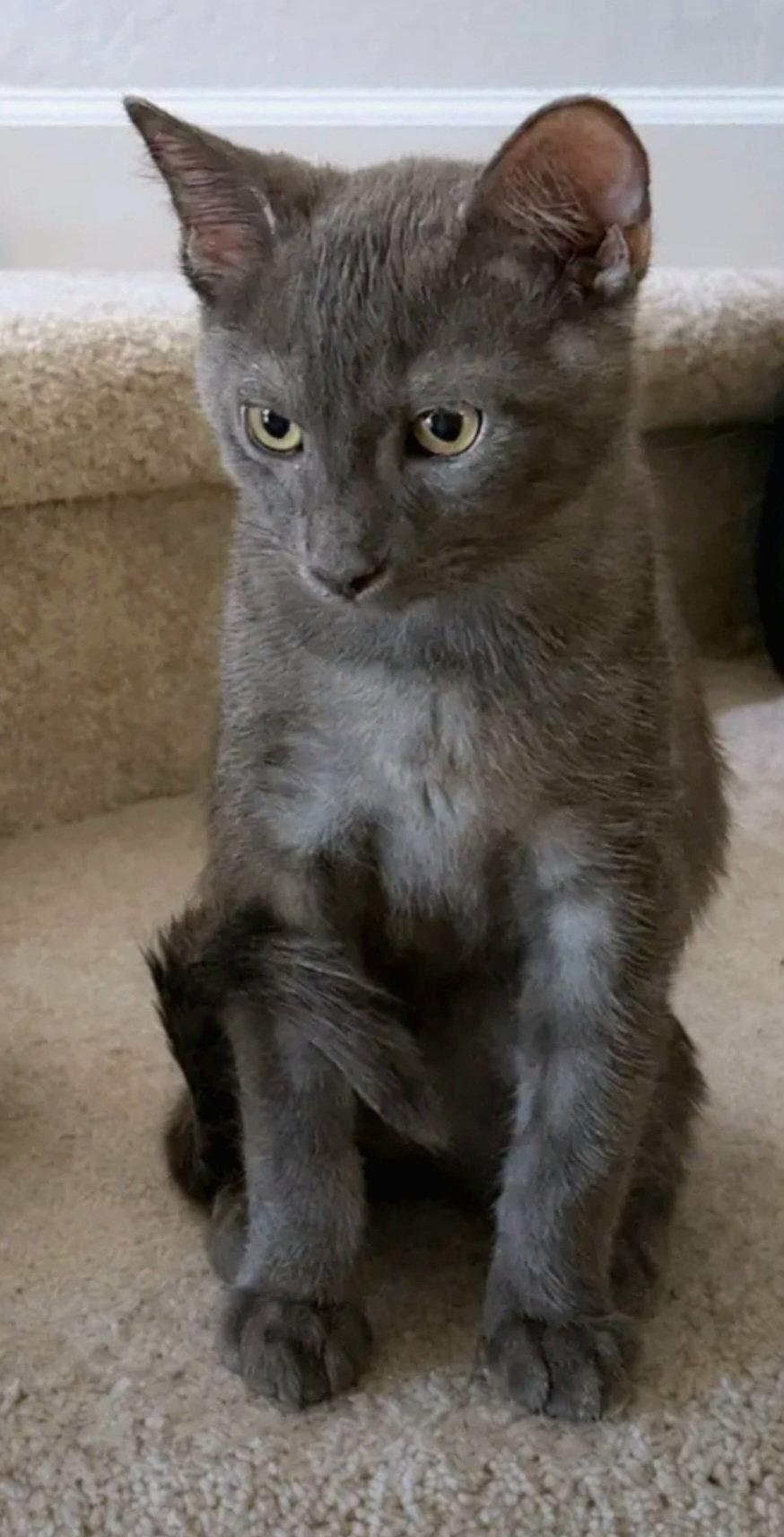 Enlarge Smudge, a Adoptable Domestic Short Hair in Campbell, CA image 2/3
