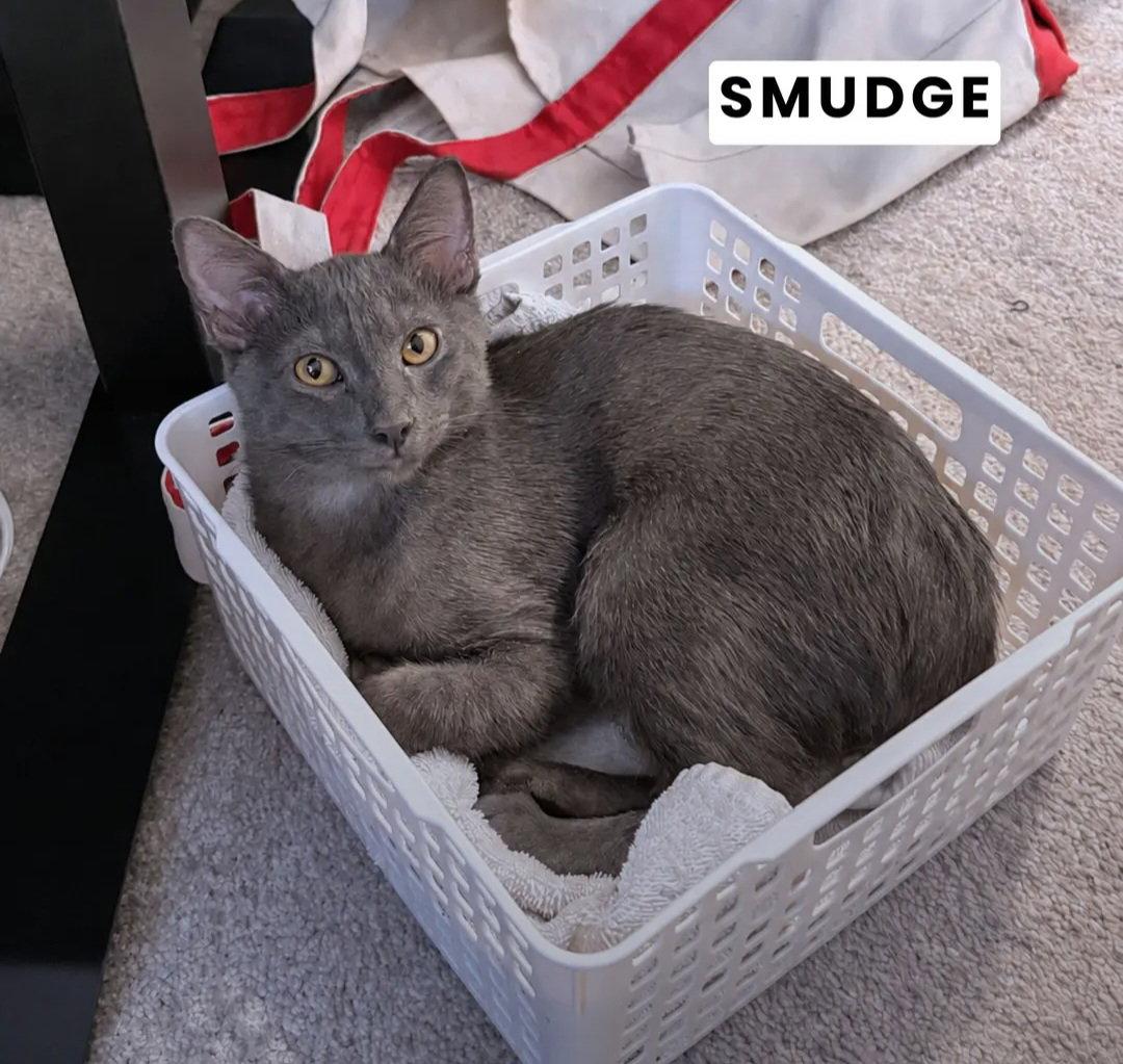 Enlarge Smudge, a Adoptable Domestic Short Hair in Campbell, CA image 3/3