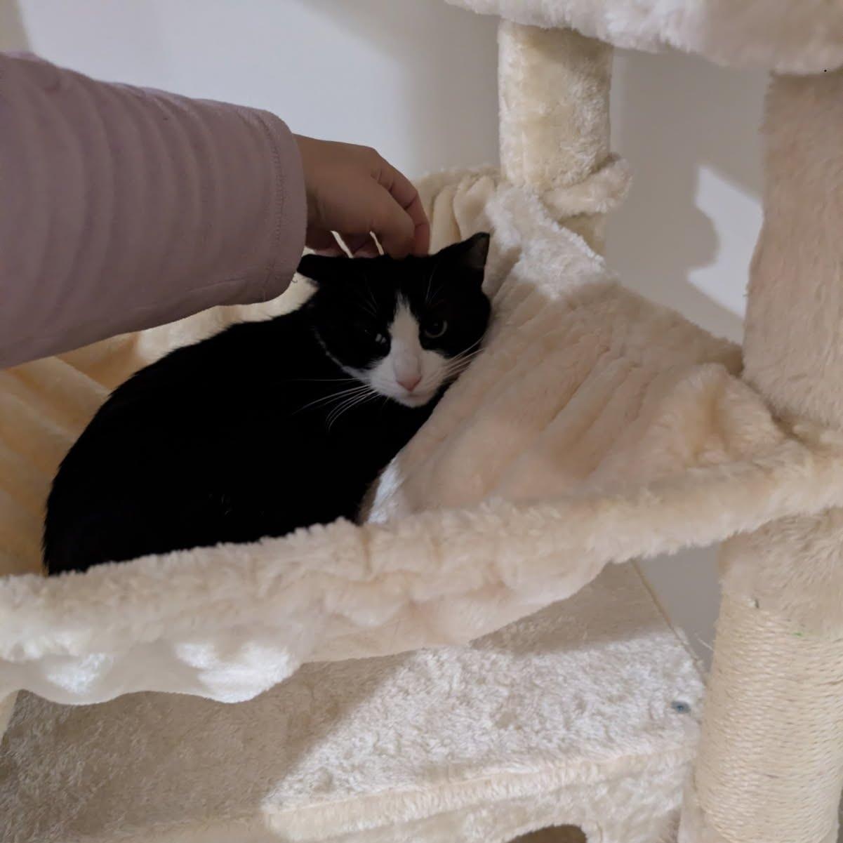Quinn, a Adoptable Domestic Short Hair in Brooklyn, NY image 3/3