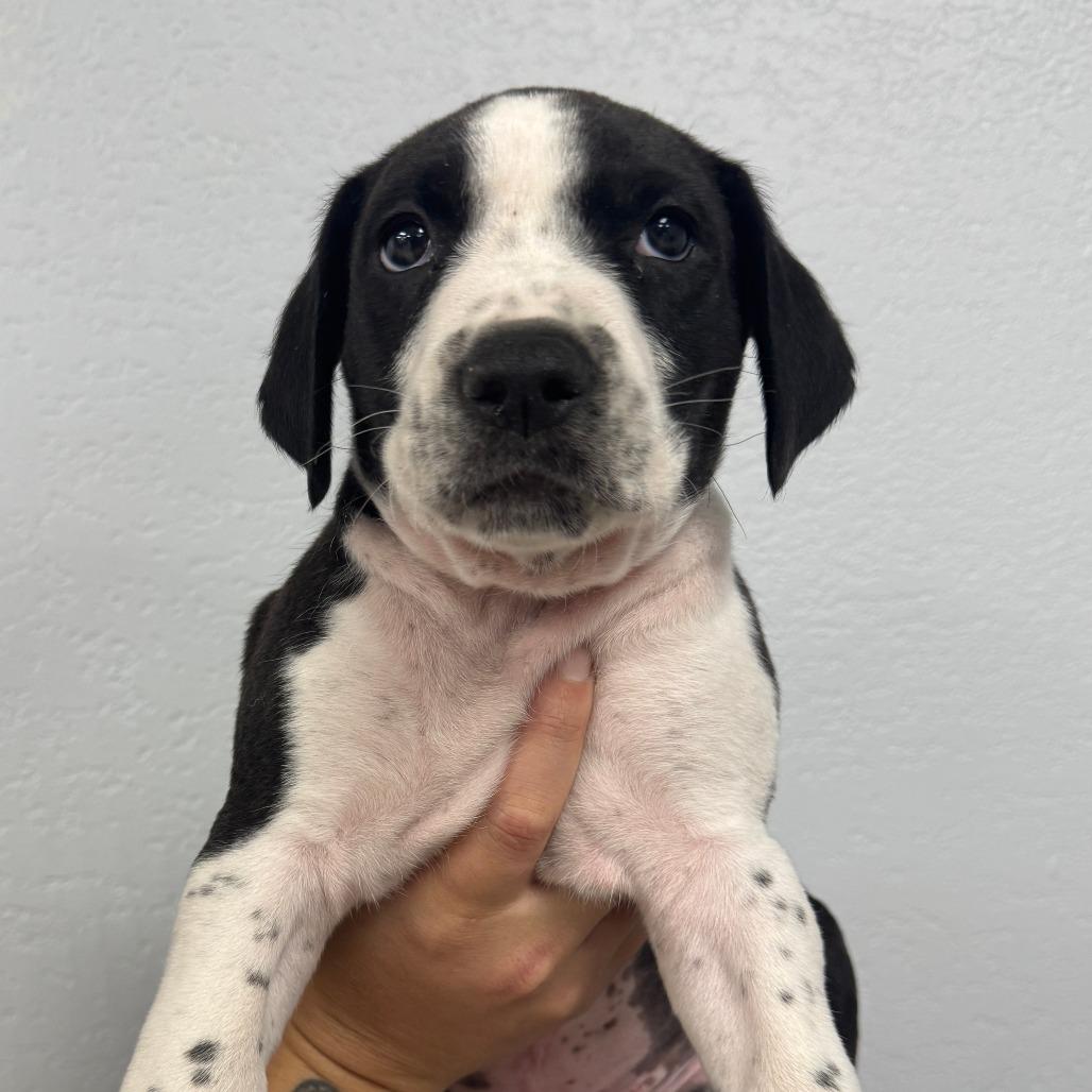 Enlarge Pebbles, a Adoptable mixed breed in Waco, TX image 1/1