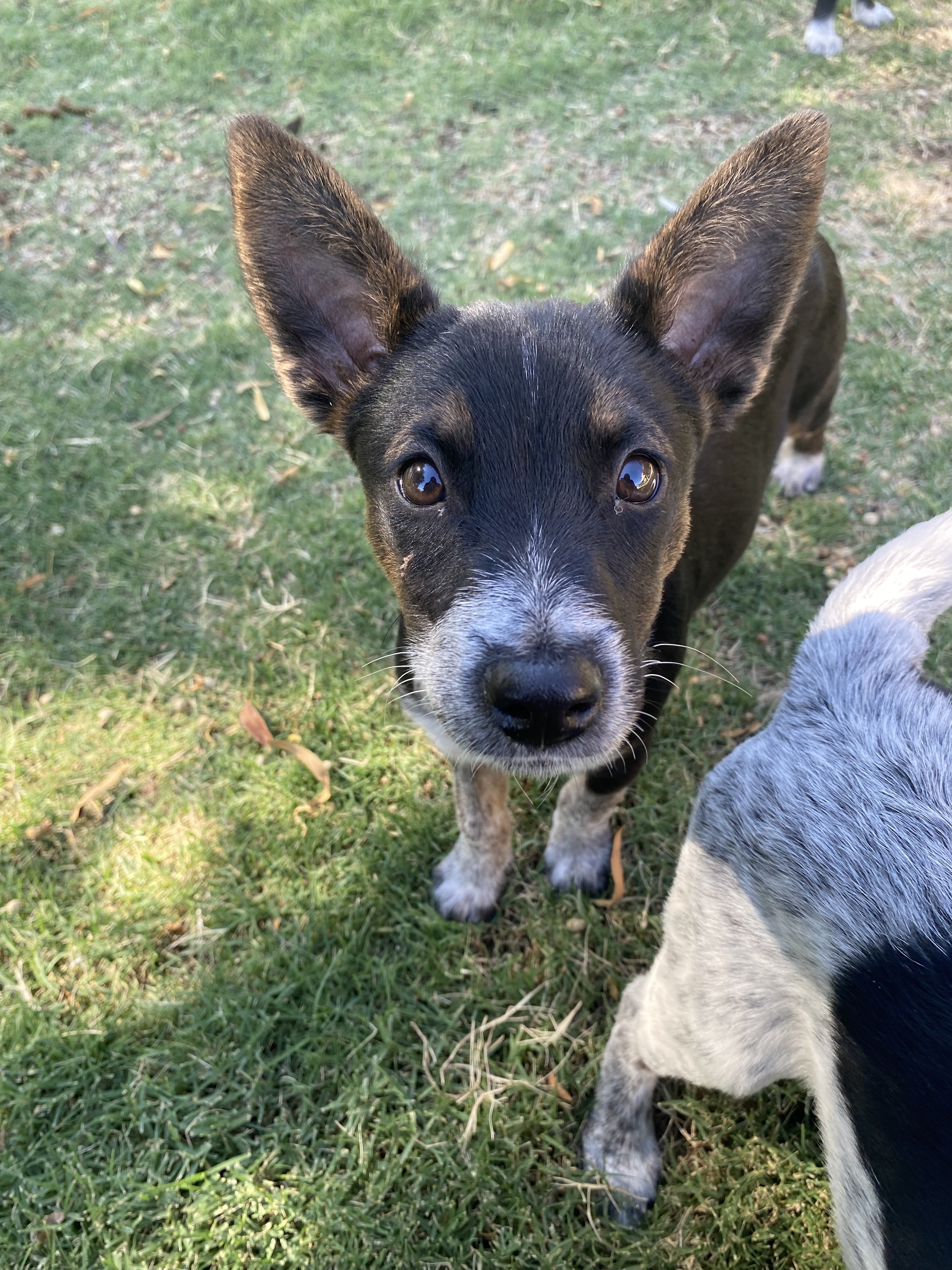 Ginny , a Adopted Cattle Dog in Phoenix, AZ image 1/3