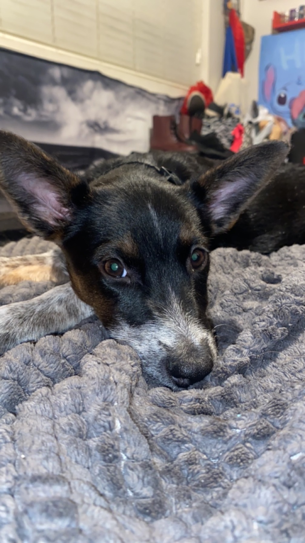 Ginny , a Adopted Cattle Dog in Phoenix, AZ image 3/3