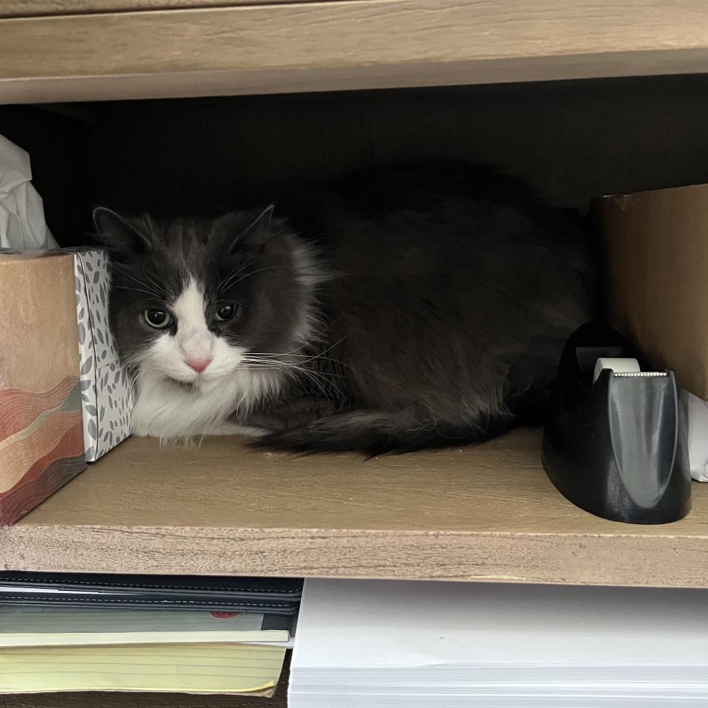 Enlarge Smokey, a Adoptable Domestic Long Hair in Ferndale, MI image 1/5