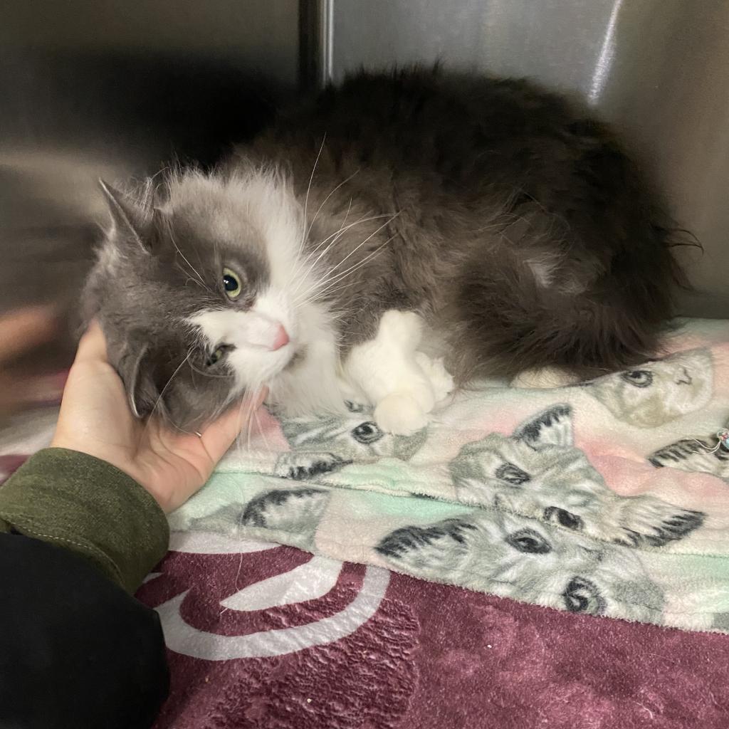 Enlarge Smokey, a Adoptable Domestic Long Hair in Ferndale, MI image 3/5