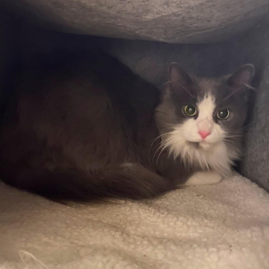 Enlarge Smokey, a Adoptable Domestic Long Hair in Ferndale, MI image 4/5