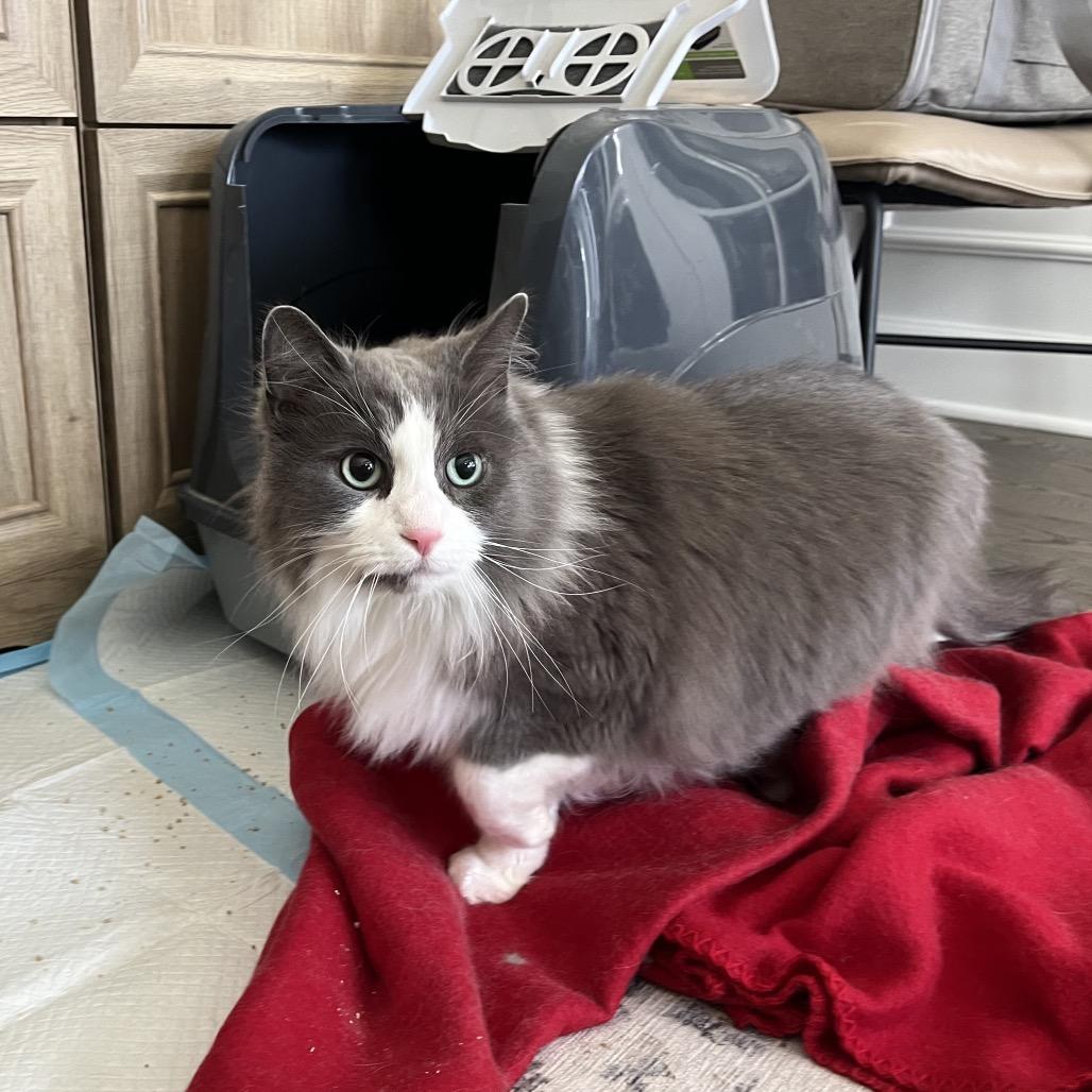 Enlarge Smokey, a Adoptable Domestic Long Hair in Ferndale, MI image 5/5