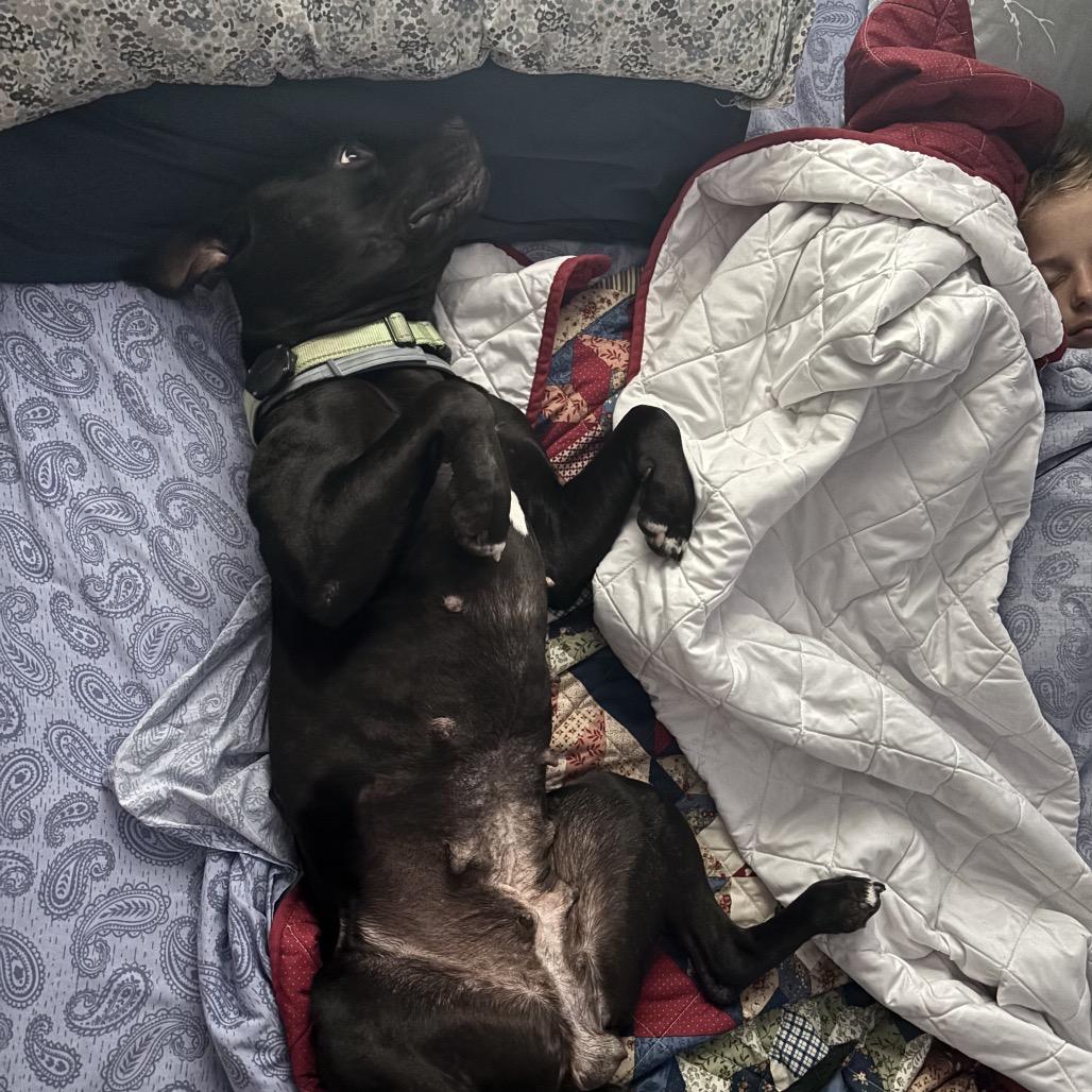 Frances, a Adoptable Pit Bull Terrier in Chicago, IL image 2/6