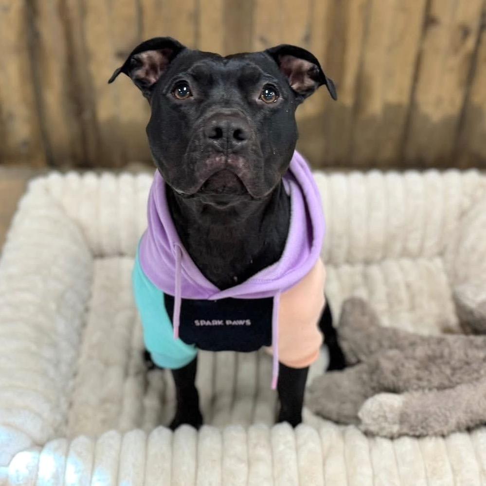 Frances, a Adoptable Pit Bull Terrier in Chicago, IL image 4/6