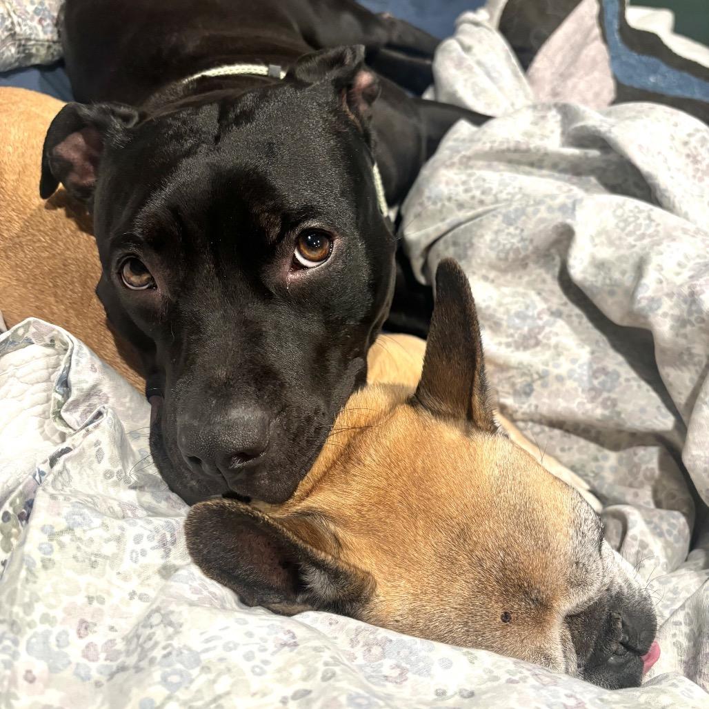 Frances, a Adoptable Pit Bull Terrier in Chicago, IL image 5/6