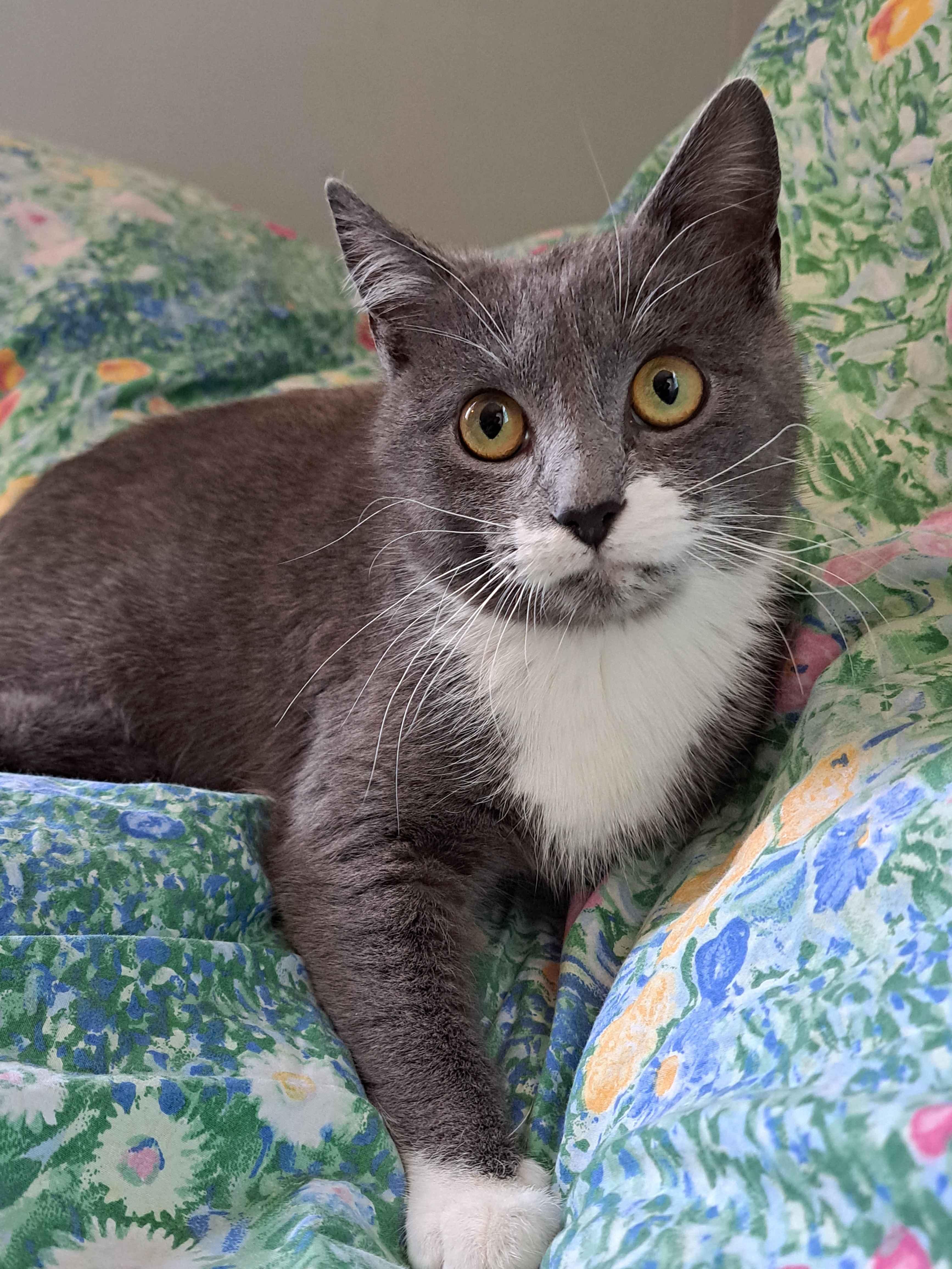 Flower, Adoptable, Kitten Female Domestic Short Hair.