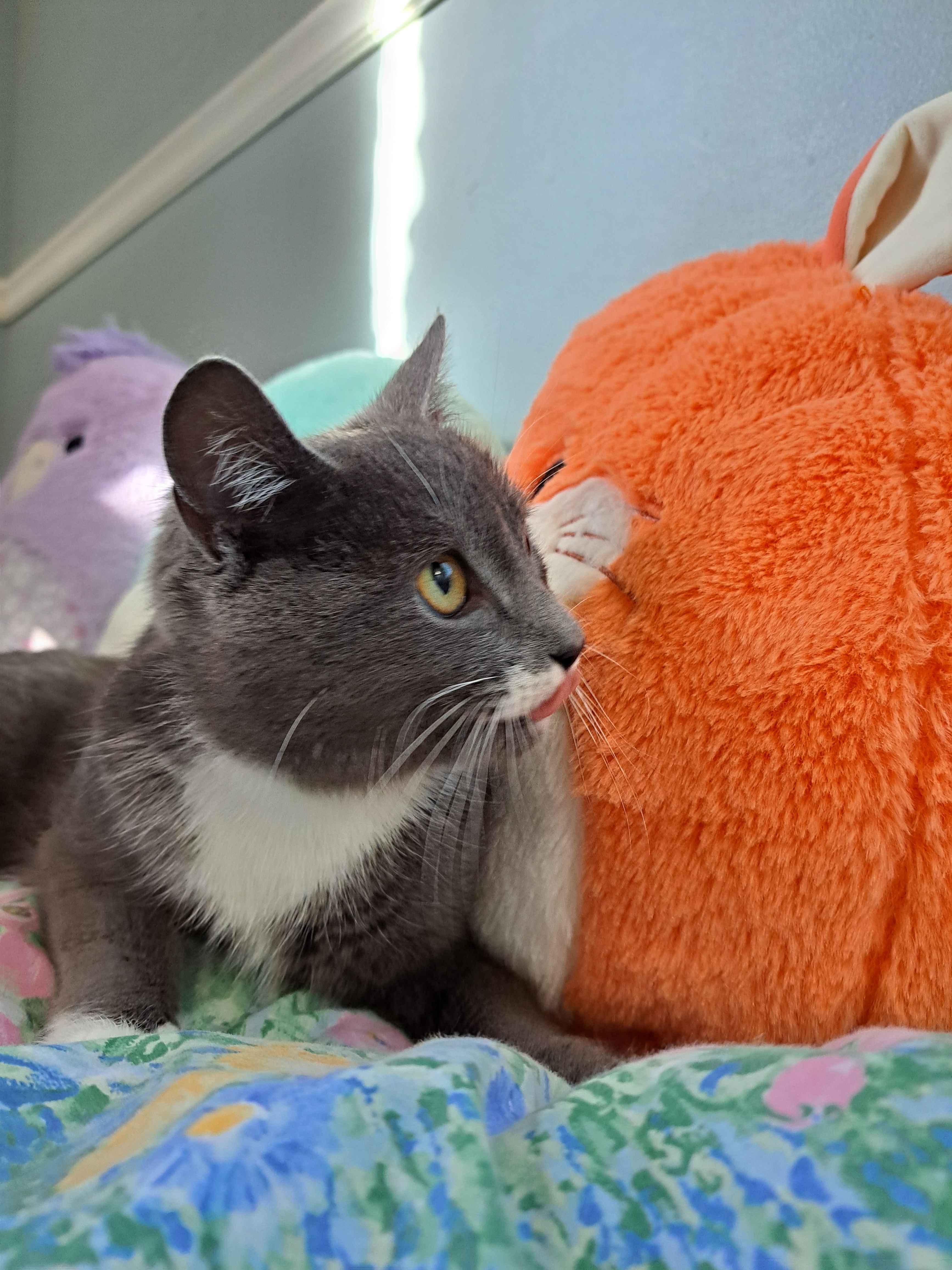 Enlarge Flower, a Adoptable Domestic Short Hair in Kenosha, WI image 2/6