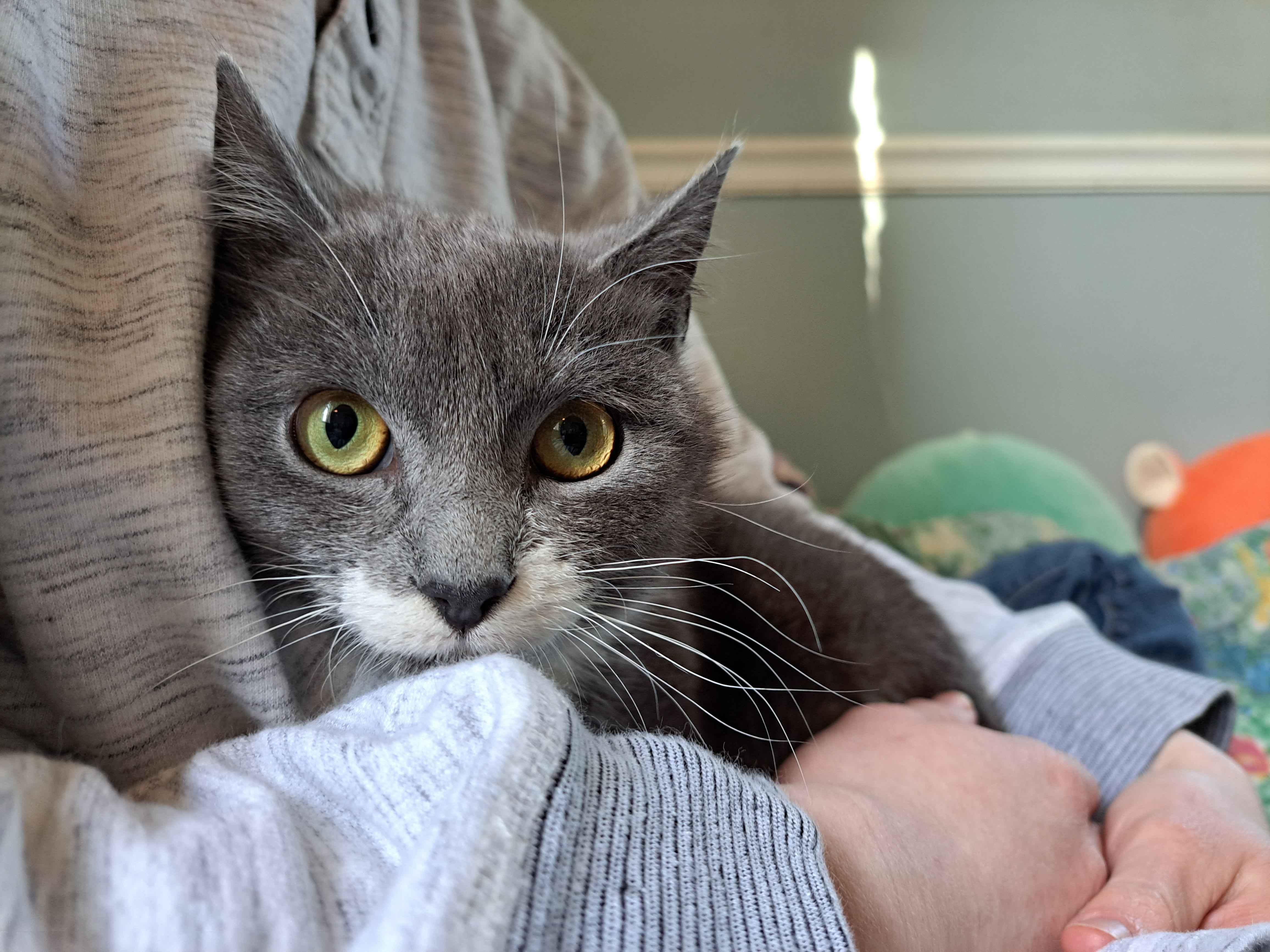 Enlarge Flower, a Adoptable Domestic Short Hair in Kenosha, WI image 3/6