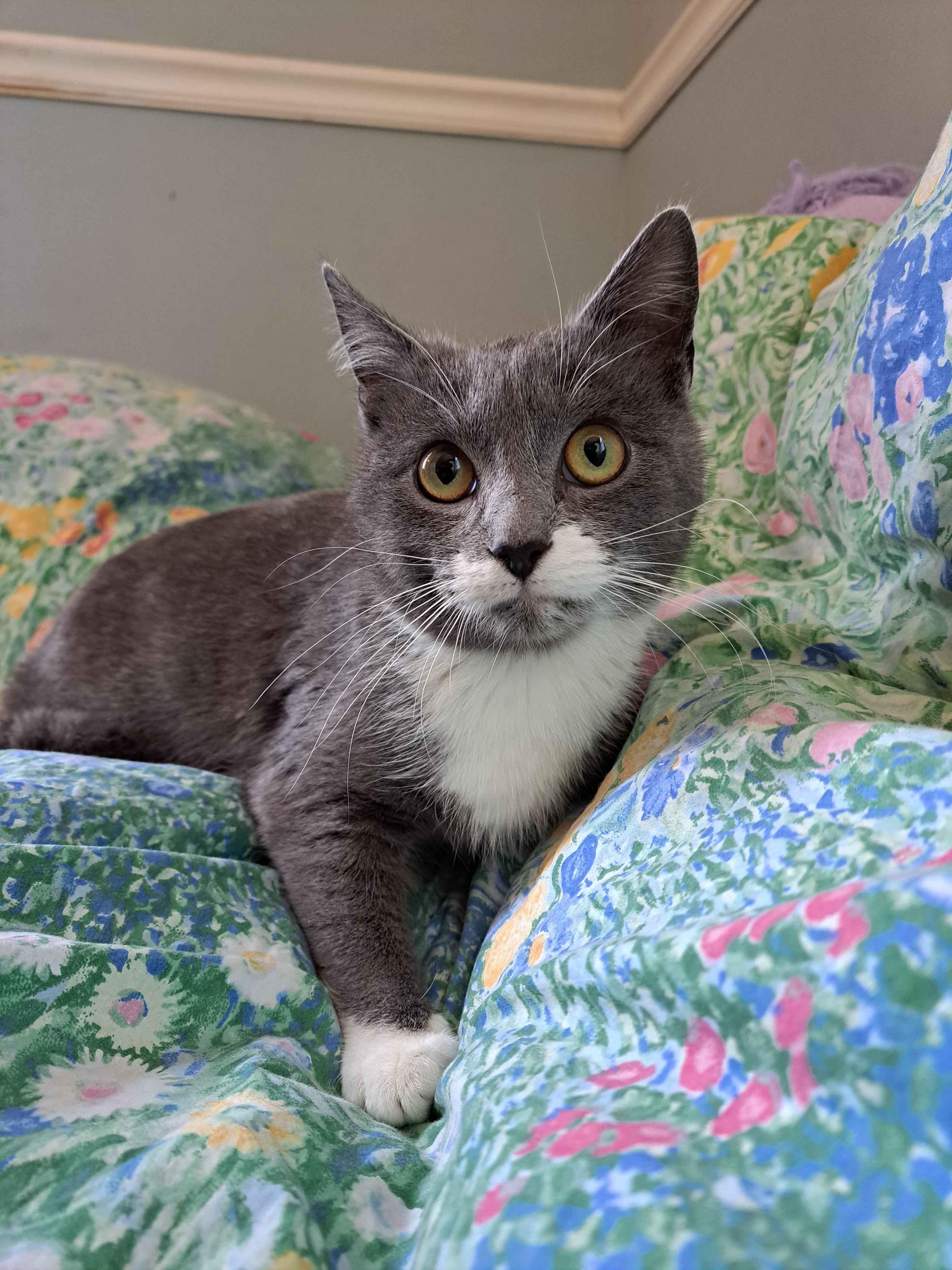 Enlarge Flower, a Adoptable Domestic Short Hair in Kenosha, WI image 5/6