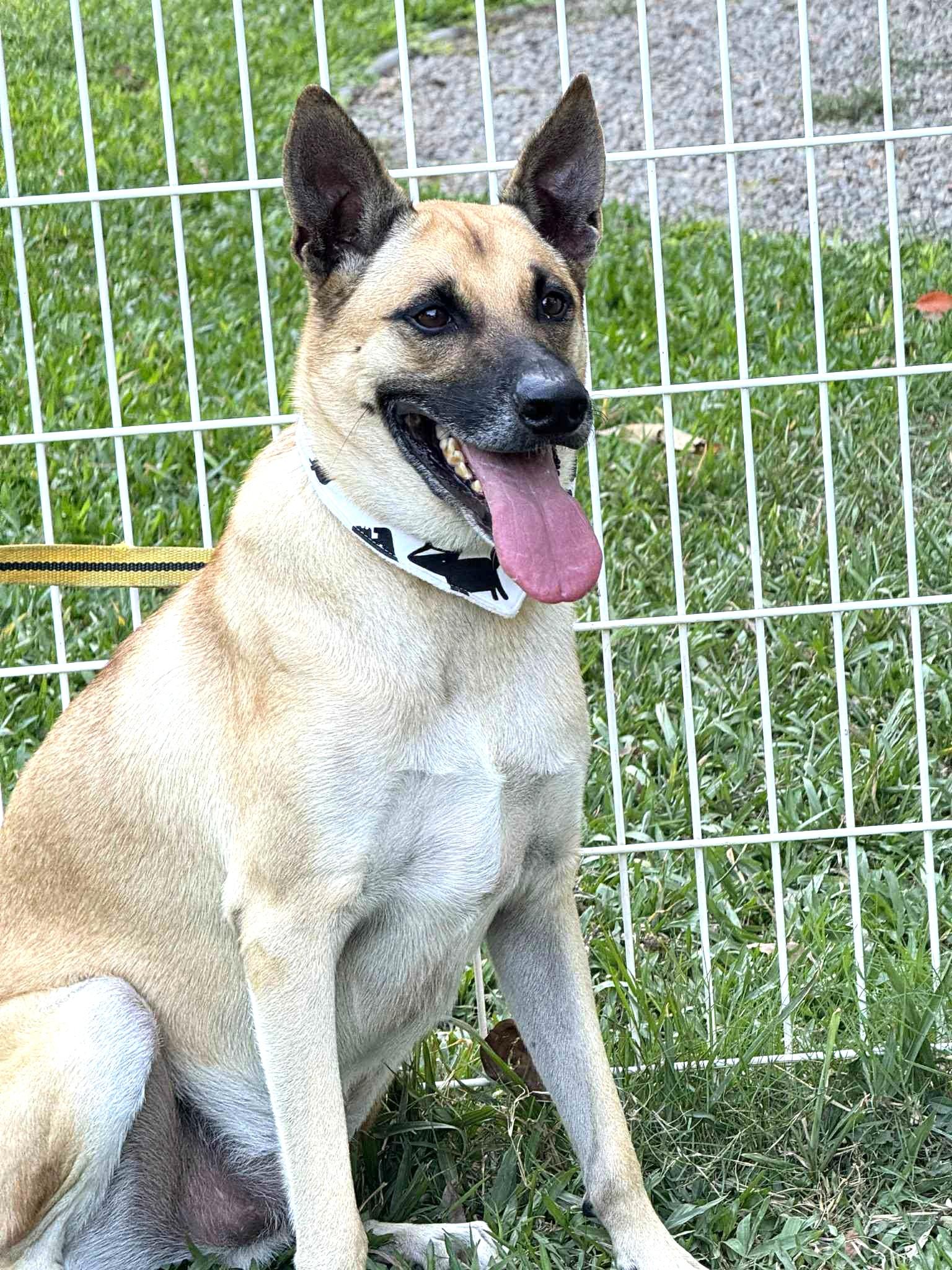 Chappy, a ADOPTABLE mixed breed in Toronto, ON image 5/6