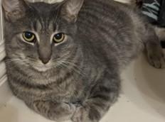 Enlarge Magnolia (Mags), a Adoptable Domestic Short Hair in Hawthorne, NJ image 1/2