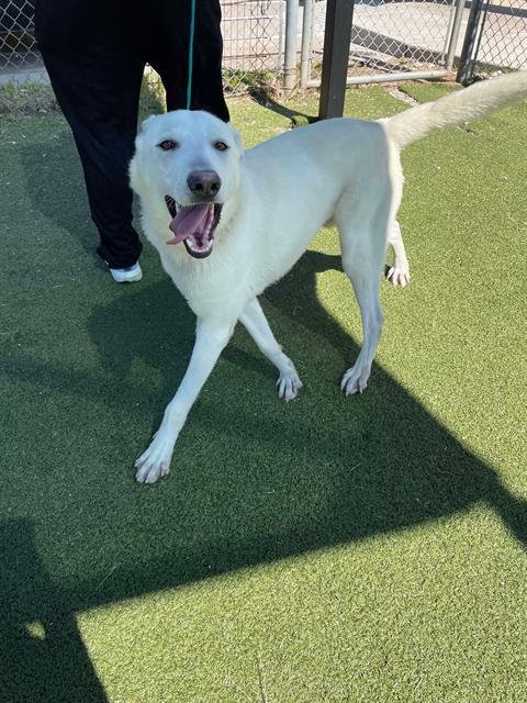 Enlarge JOHN, a Adoptable mixed breed in Pasadena, TX image 1/1