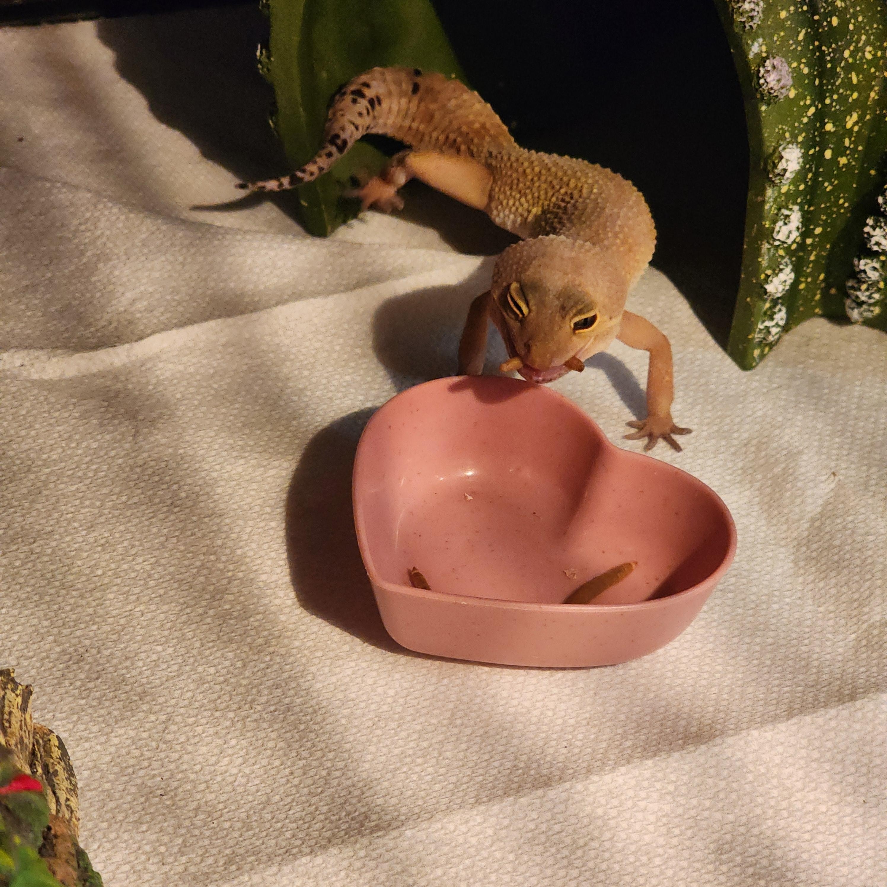 Enlarge Amelia, a Adoptable Gecko in Lincoln, NE image 4/6