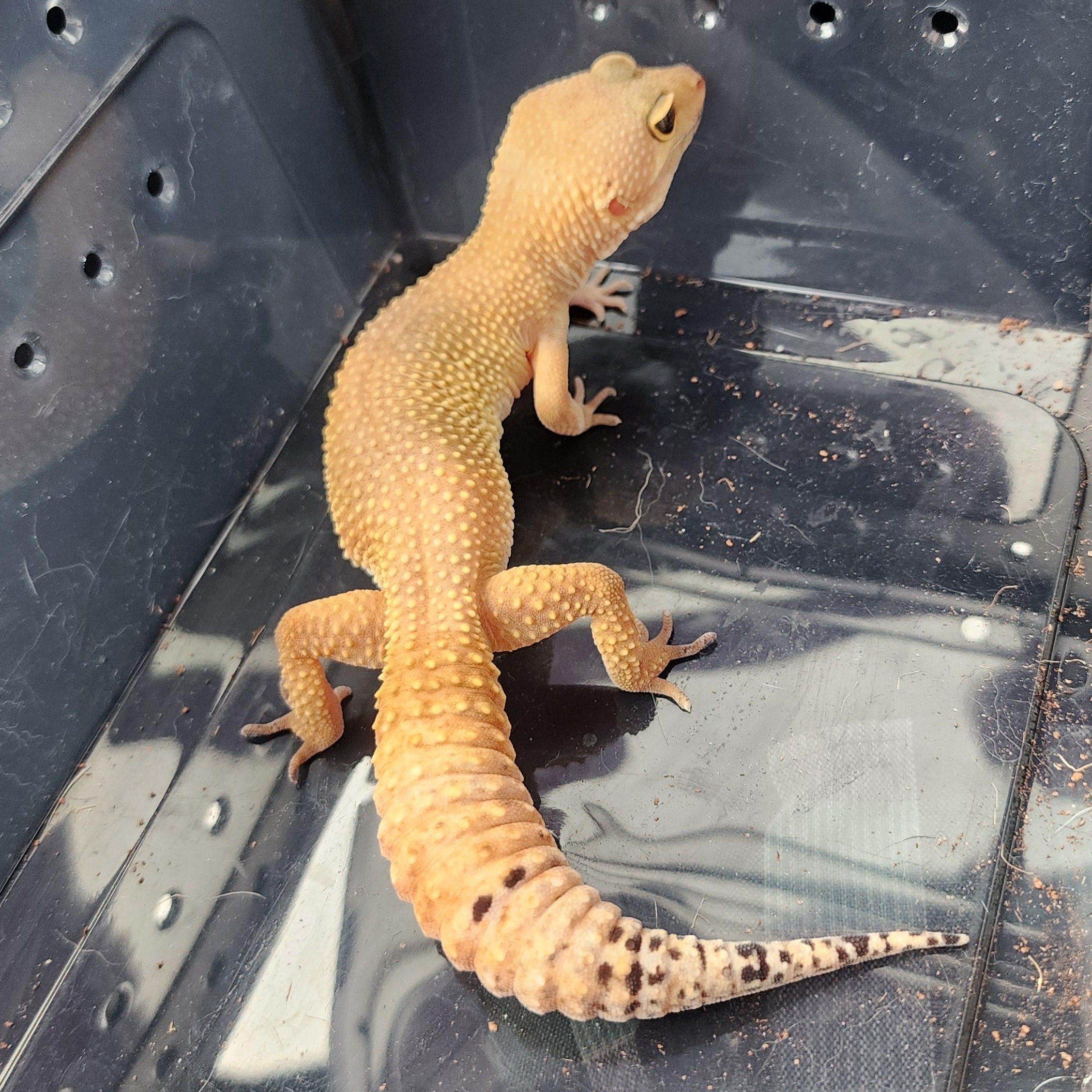 Enlarge Amelia, a Adoptable Gecko in Lincoln, NE image 5/6
