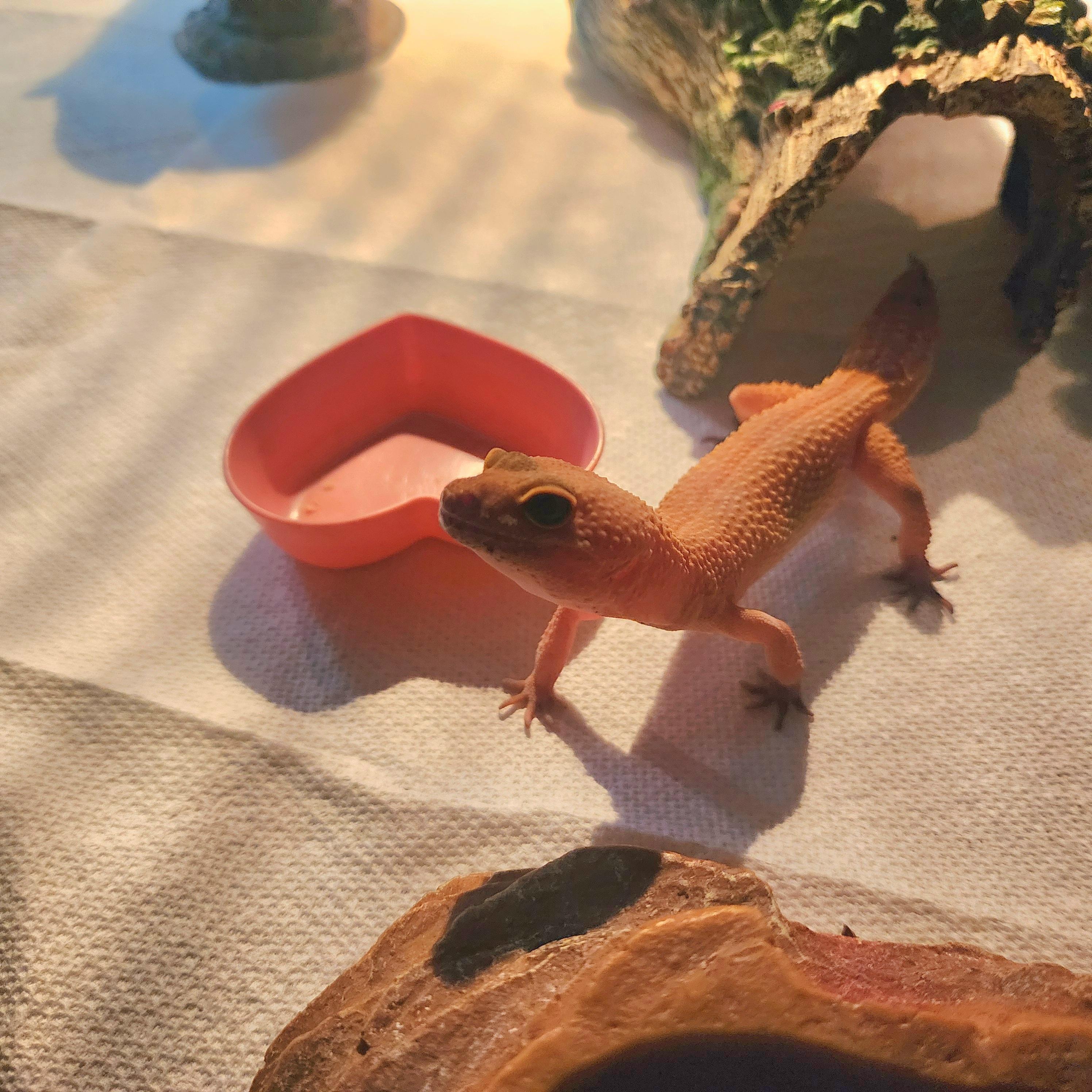 Enlarge Amelia, a Adoptable Gecko in Lincoln, NE image 3/6