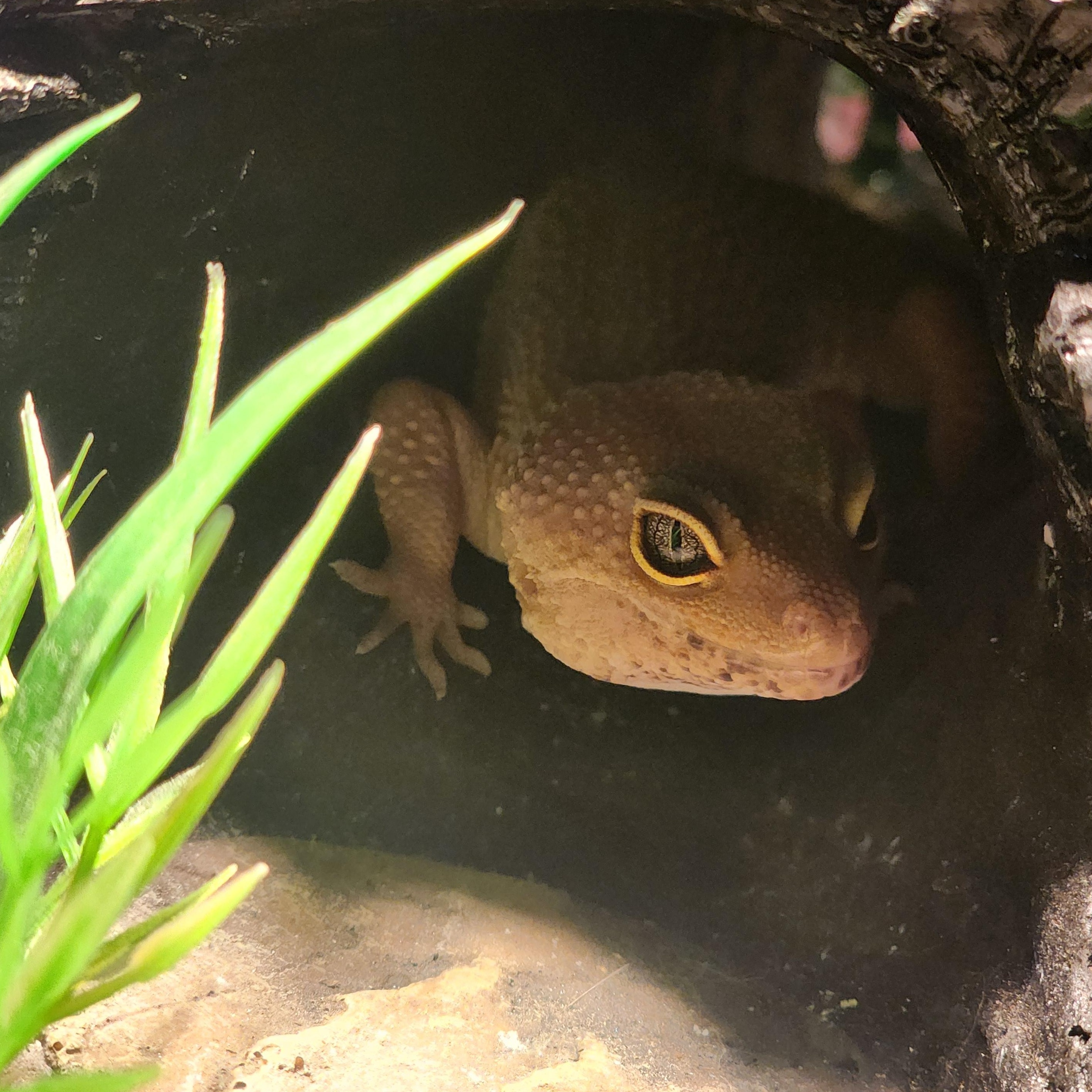 Enlarge Amelia, a Adoptable Gecko in Lincoln, NE image 2/6