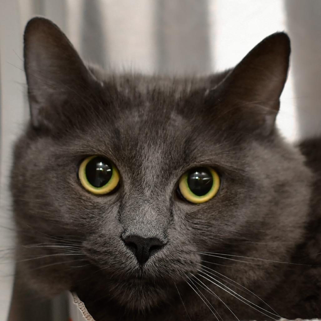Missy, Adoptable, Adult Female Domestic Medium Hair.