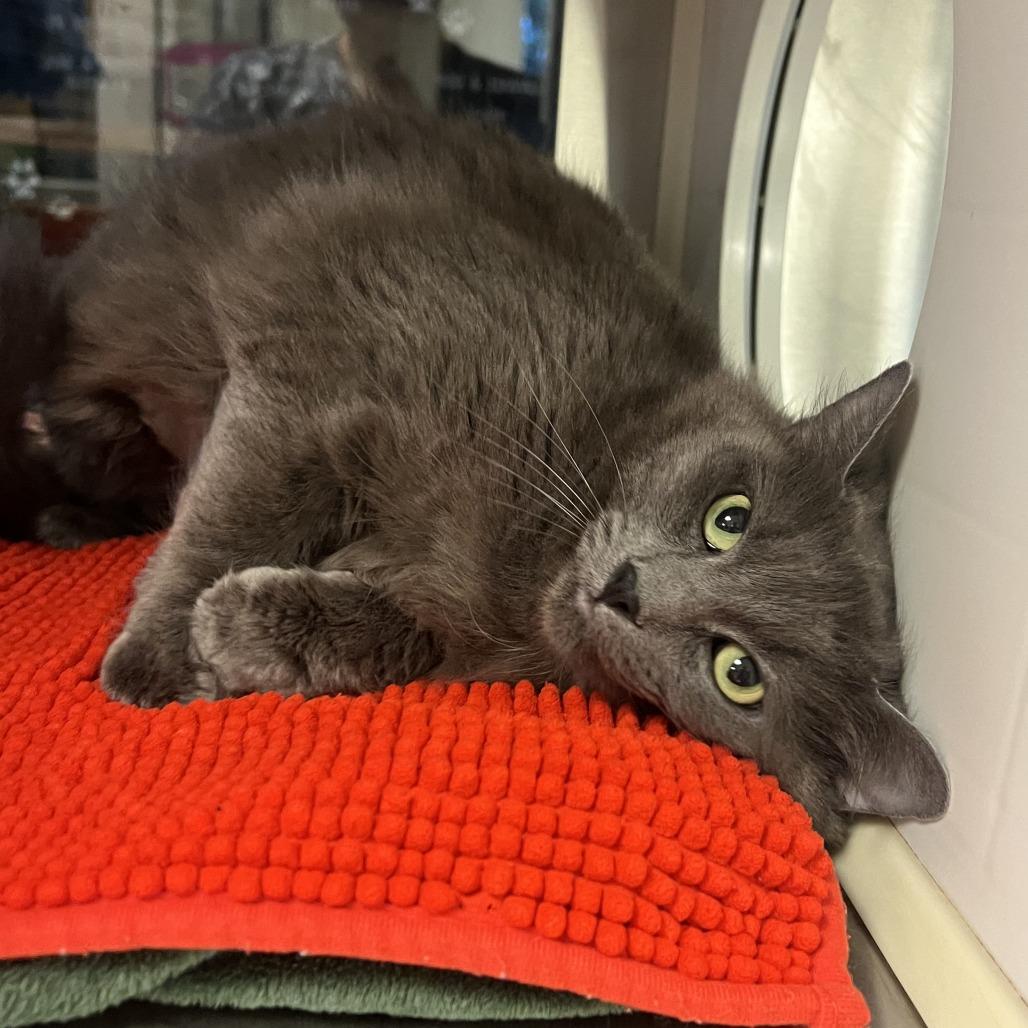 Enlarge Missy, a Adoptable Domestic Medium Hair in Ottawa, KS image 2/2