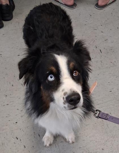 Enlarge Kora, a ADOPTABLE mixed breed in Inverness, FL image 2/2