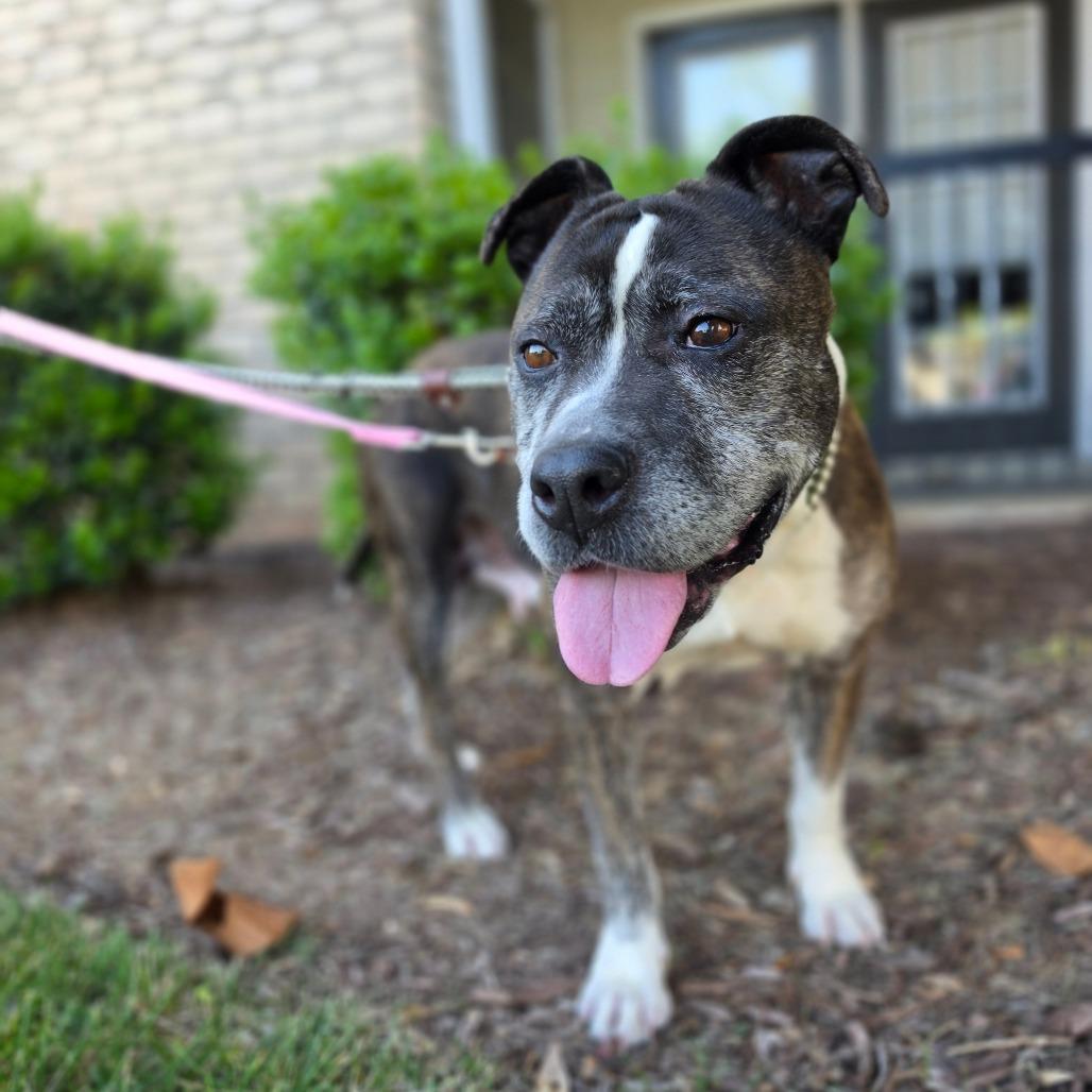 Enlarge Tinkerbelle Toes, a Adoptable Mixed Breed in Greensboro, NC image 1/6